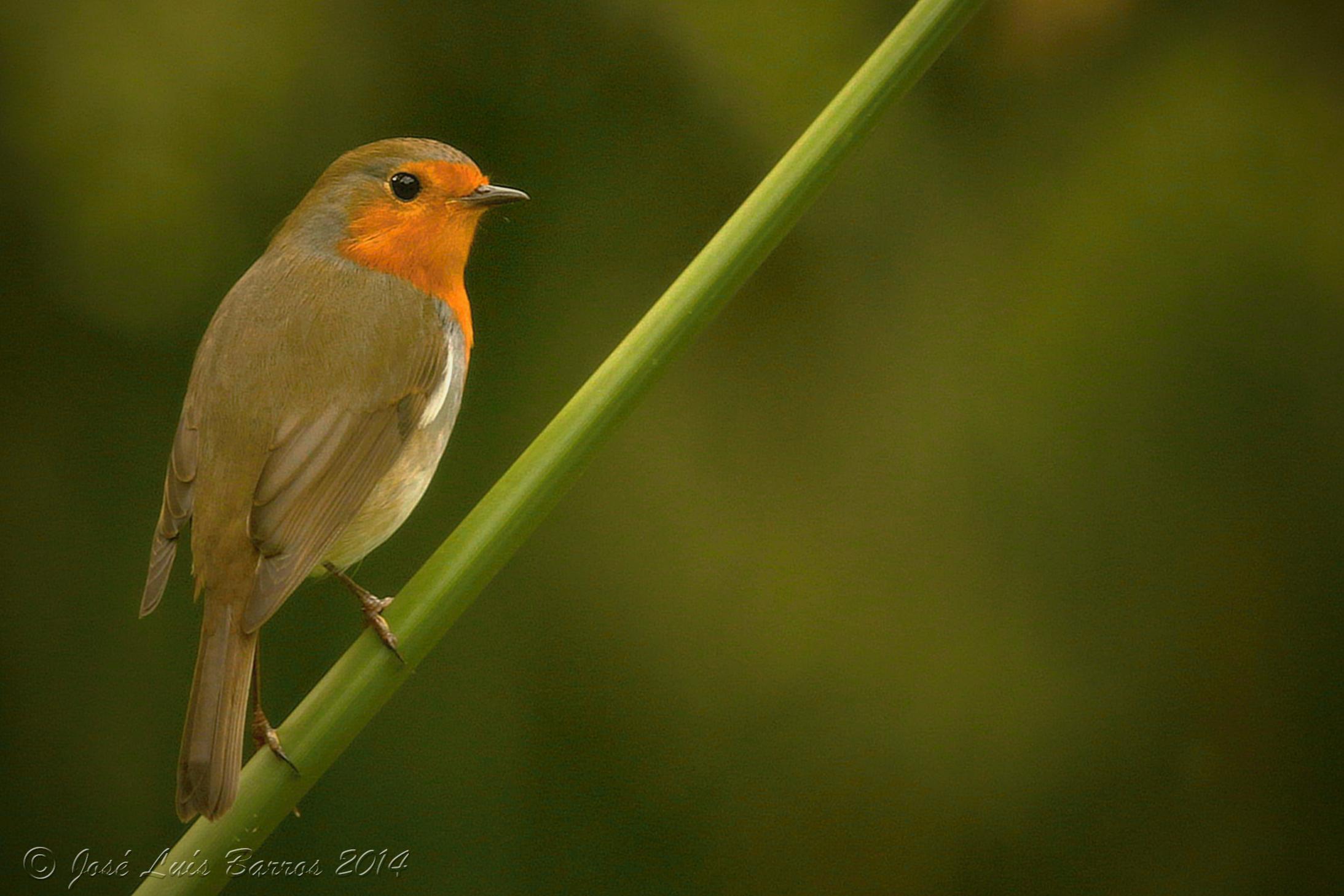 Wallpapers birds animals nature on the desktop