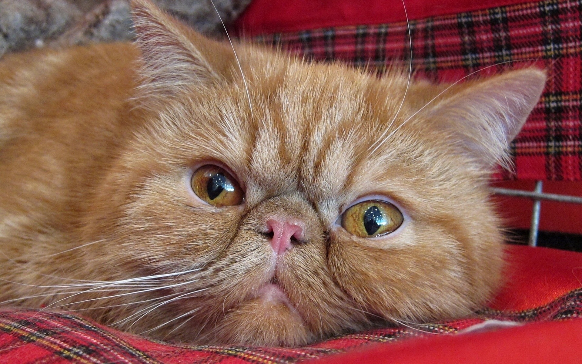 Wallpapers face cat sadness on the desktop