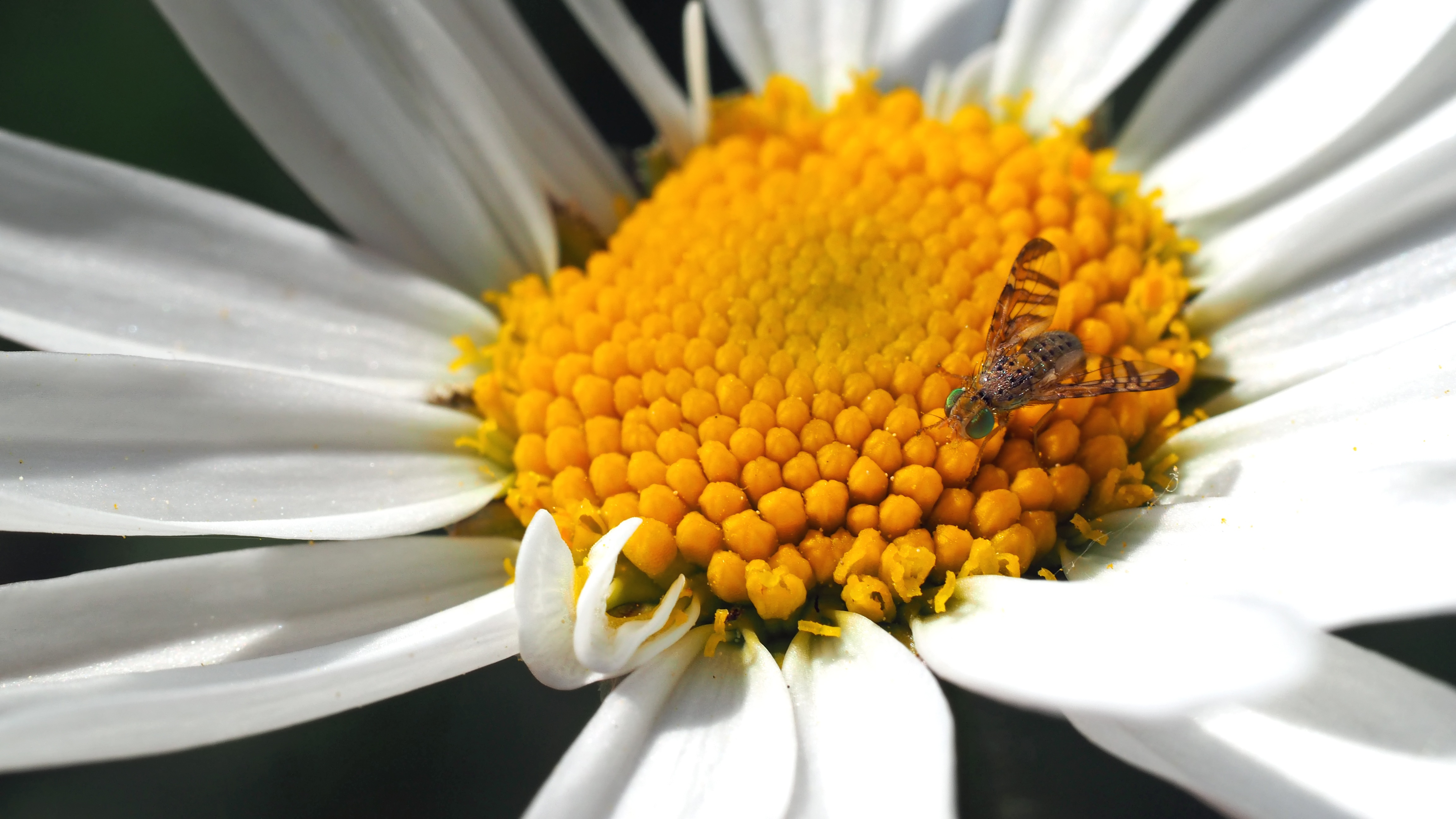 Free photo A fly drinks the nectar of a flower with white petals