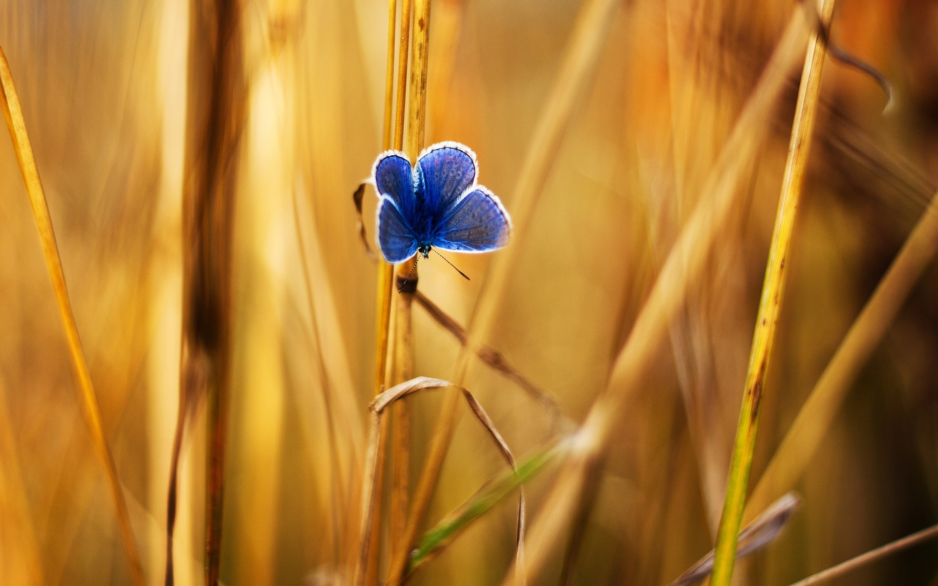 Wallpapers insects plants wallpaper blue butterfly on the desktop