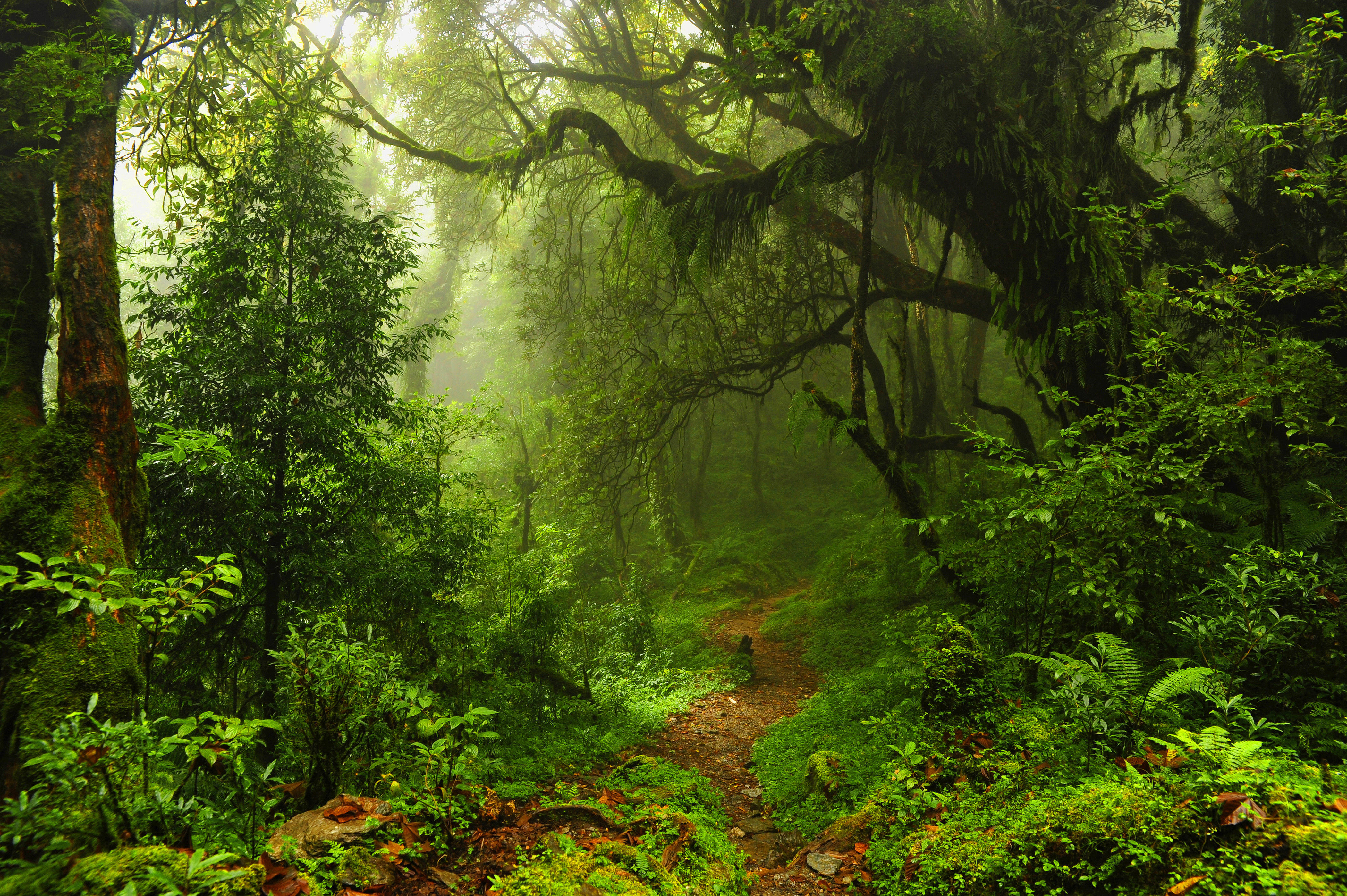 Free photo Download fog, trees free wallpaper