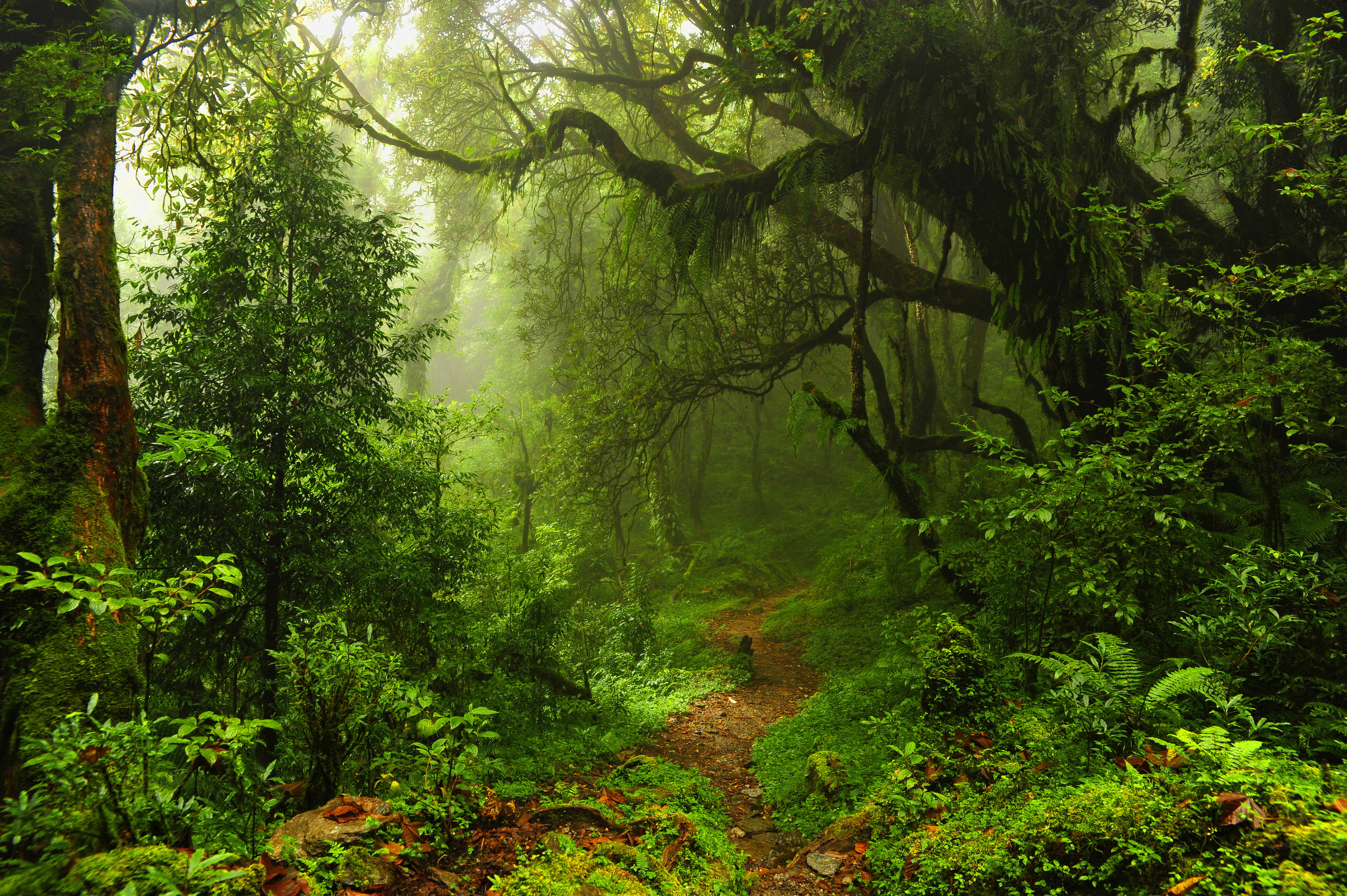 Бесплатное фото Скачать туман, деревья обои бесплатные