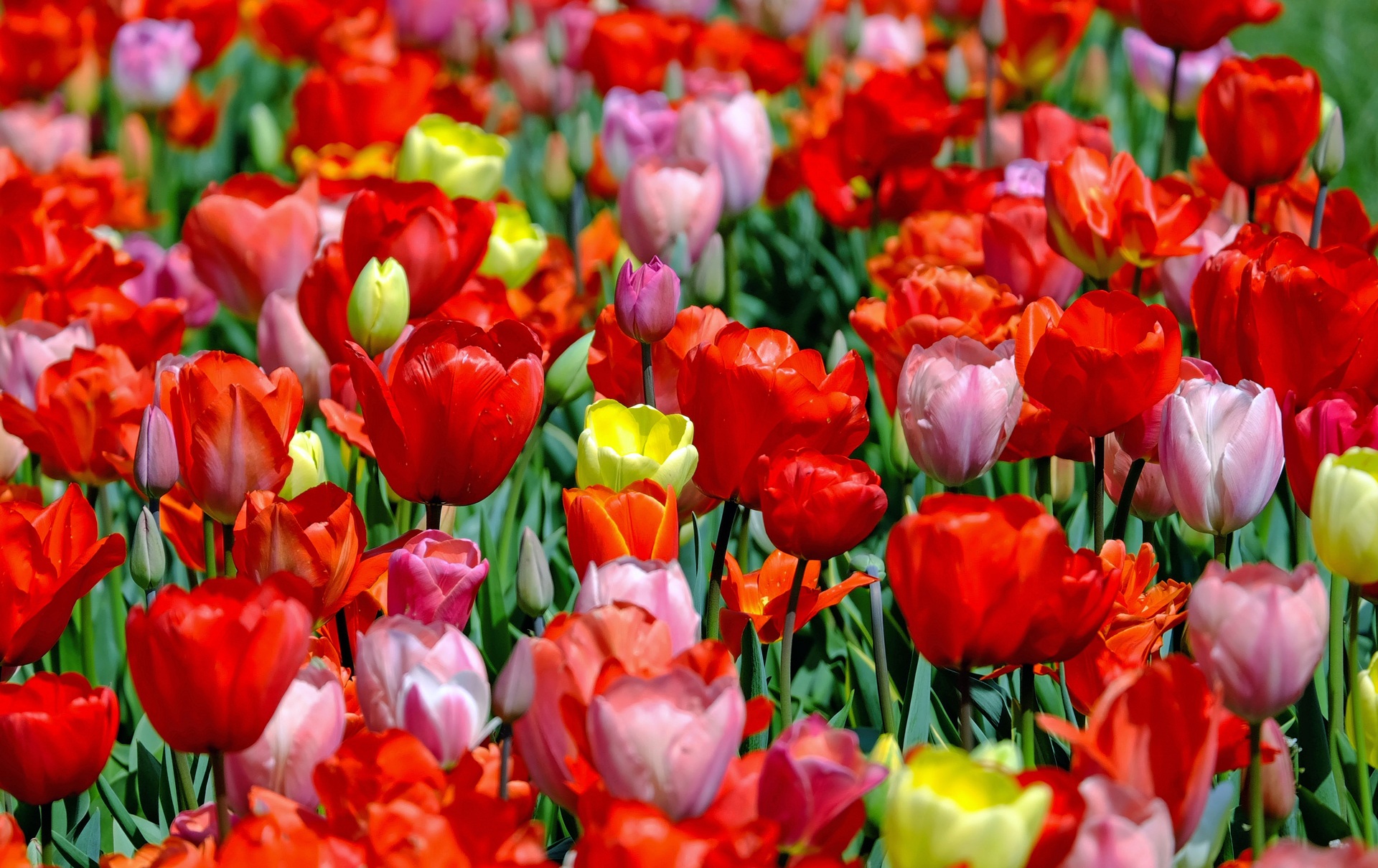 Wallpapers plant flower petal on the desktop