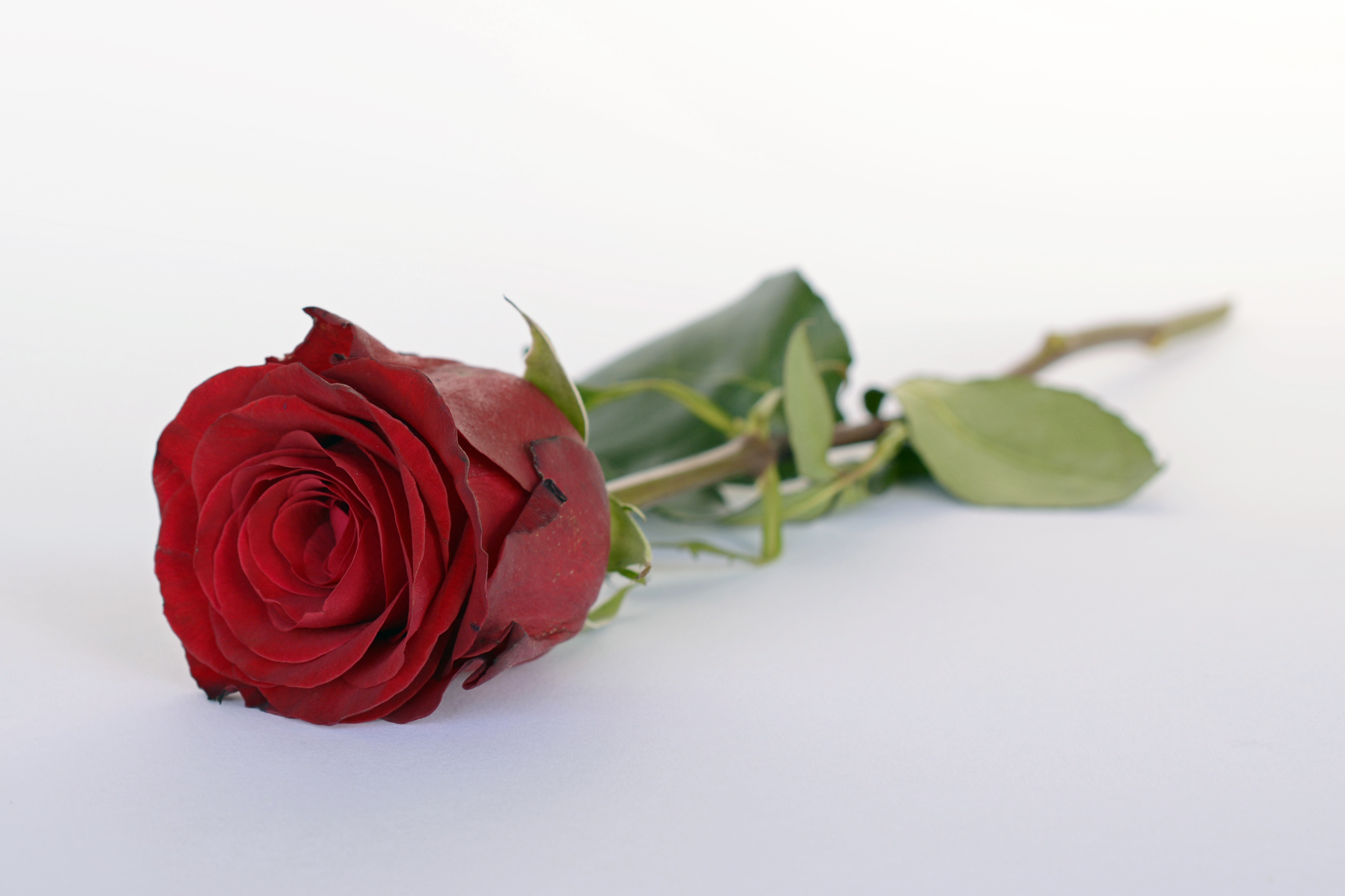 Free photo A lonely rose on a white background