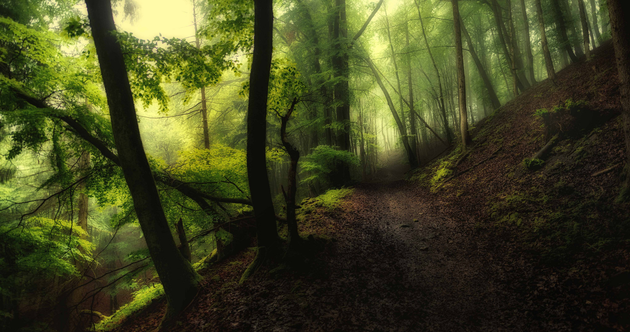 Wallpapers forest road fog landscape on the desktop