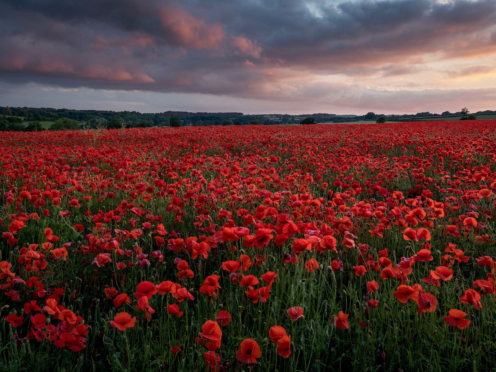 Wallpapers landscape poppies field on the desktop