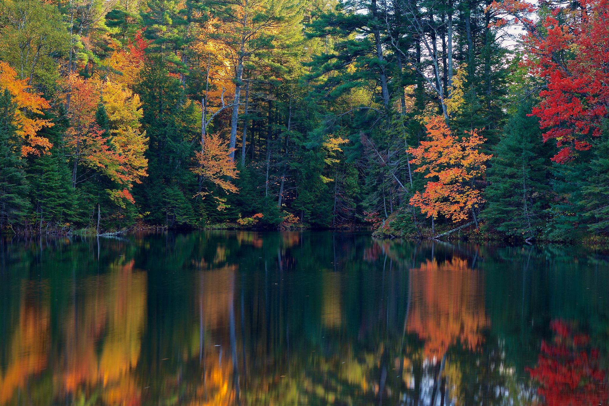 Wallpapers lake autumn coniferous forest on the desktop