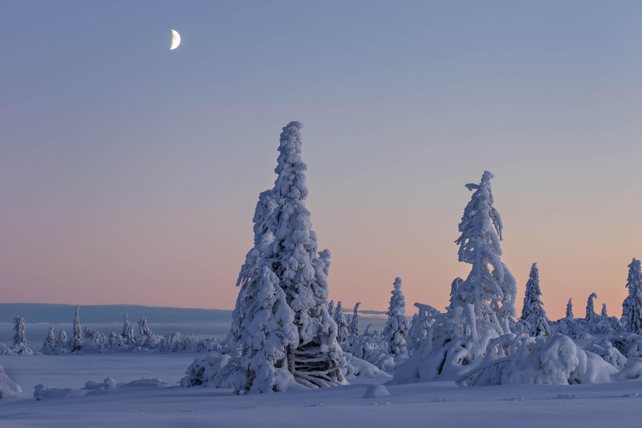 Wallpapers trees in the snow snow on the branches snow on trees on the desktop