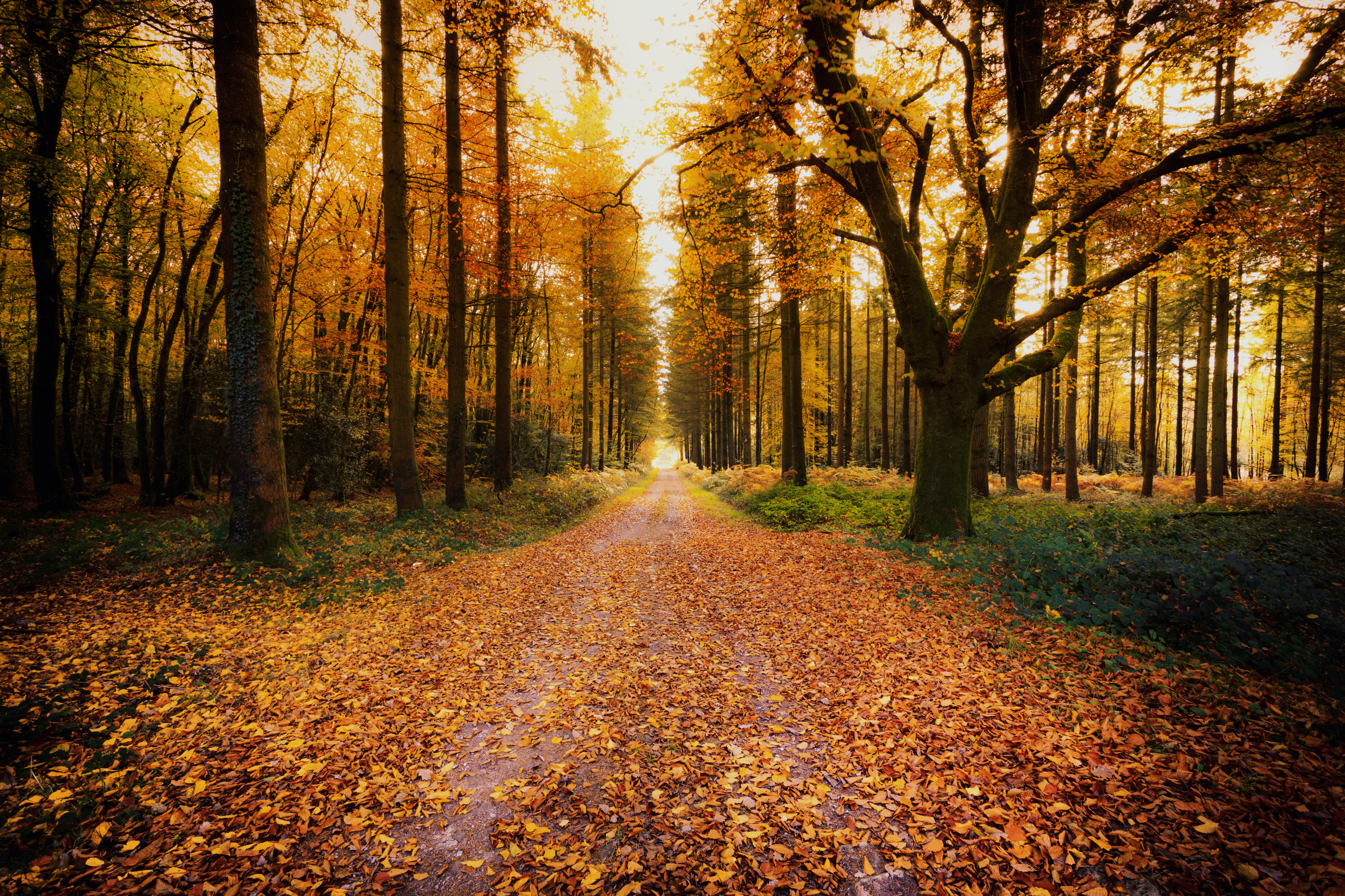 Wallpapers road dirt road landscape on the desktop