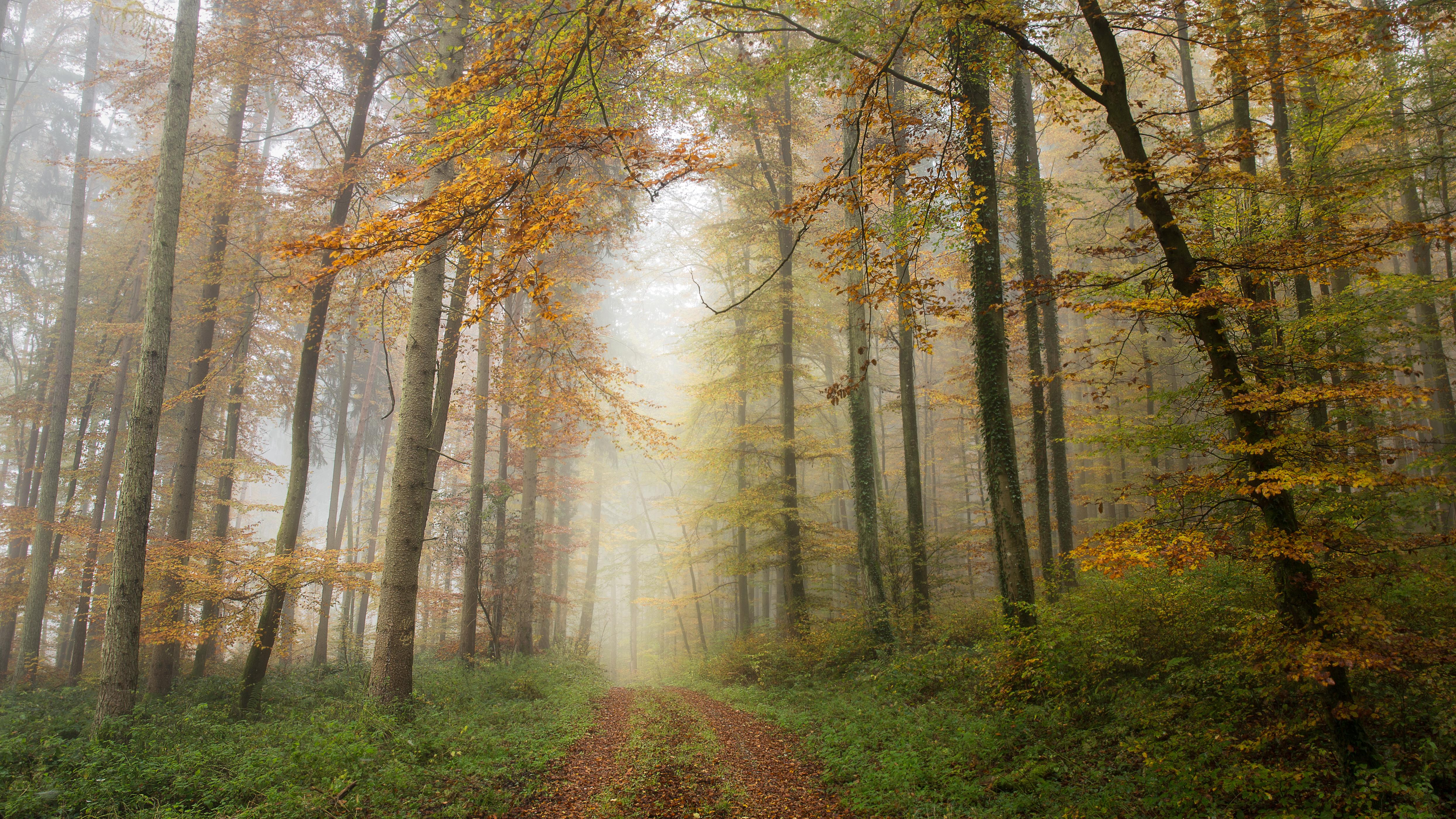 Wallpapers road through the forest forest road in the forest on the desktop