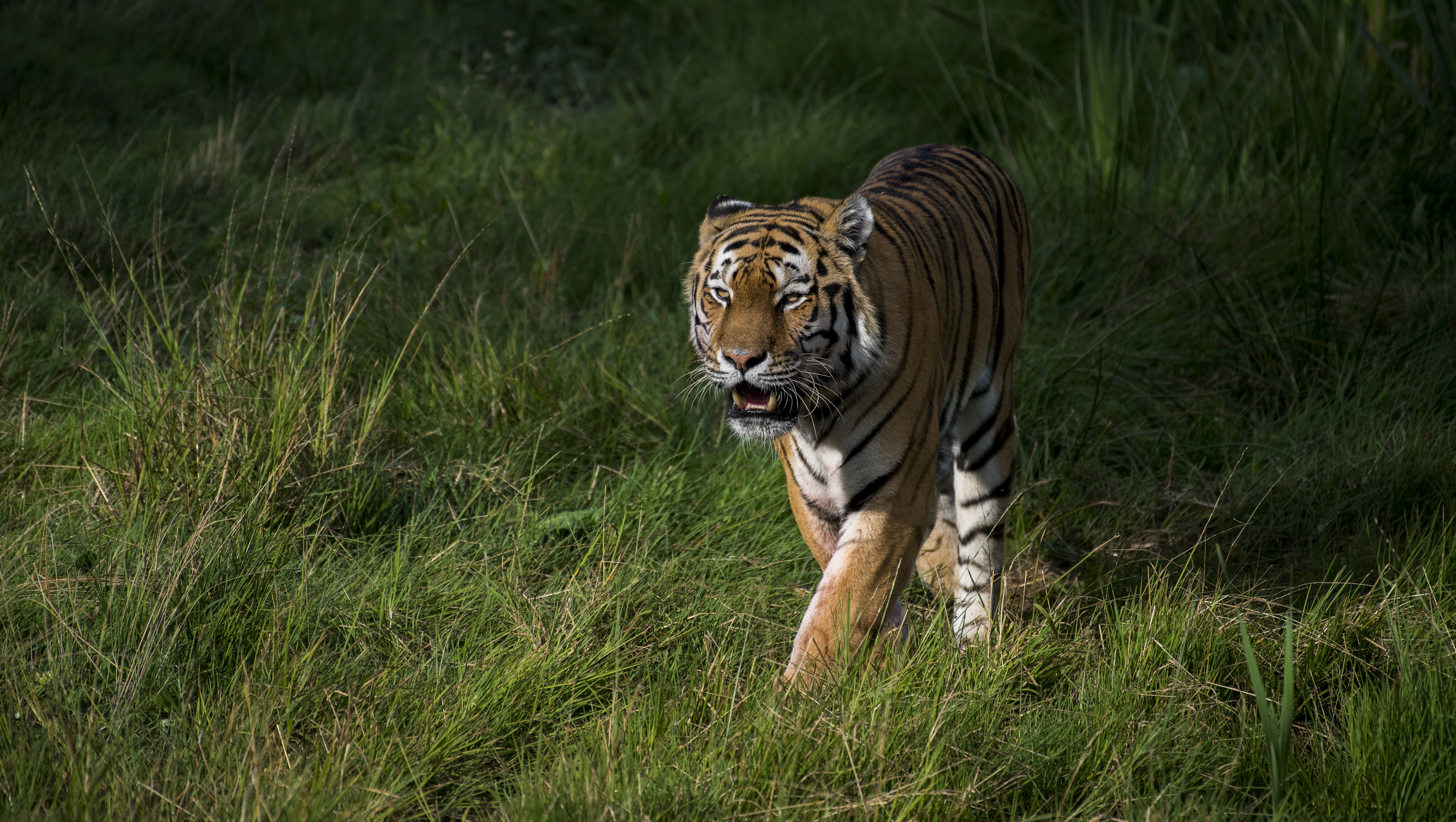 Wallpapers panthera tigris altaica animal predator on the desktop