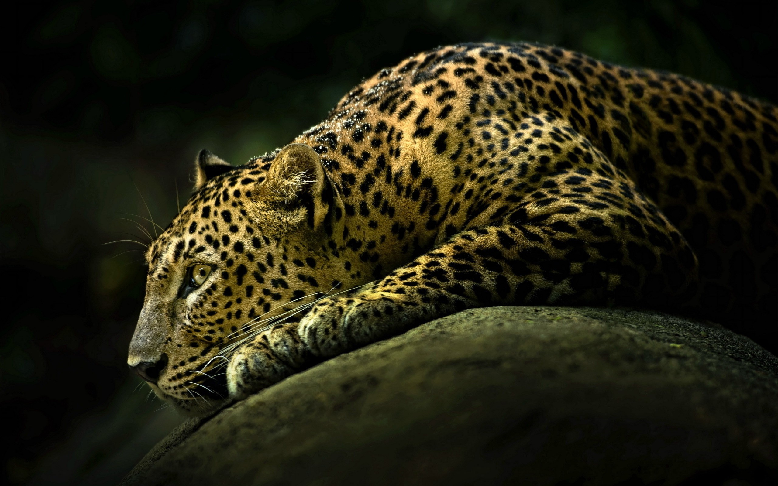 Free photo A leopard resting on a rock