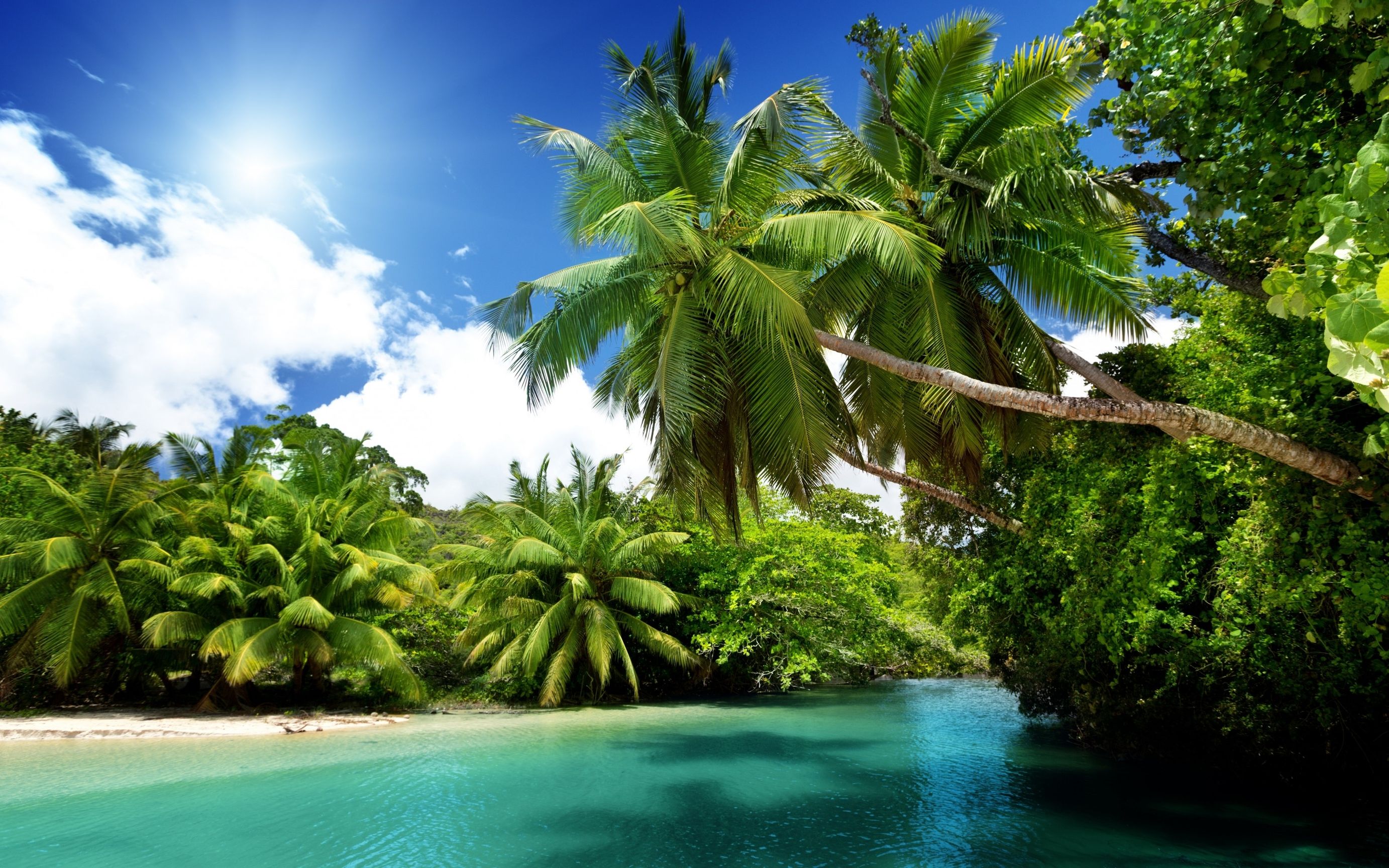 Free photo Palm trees by the ocean