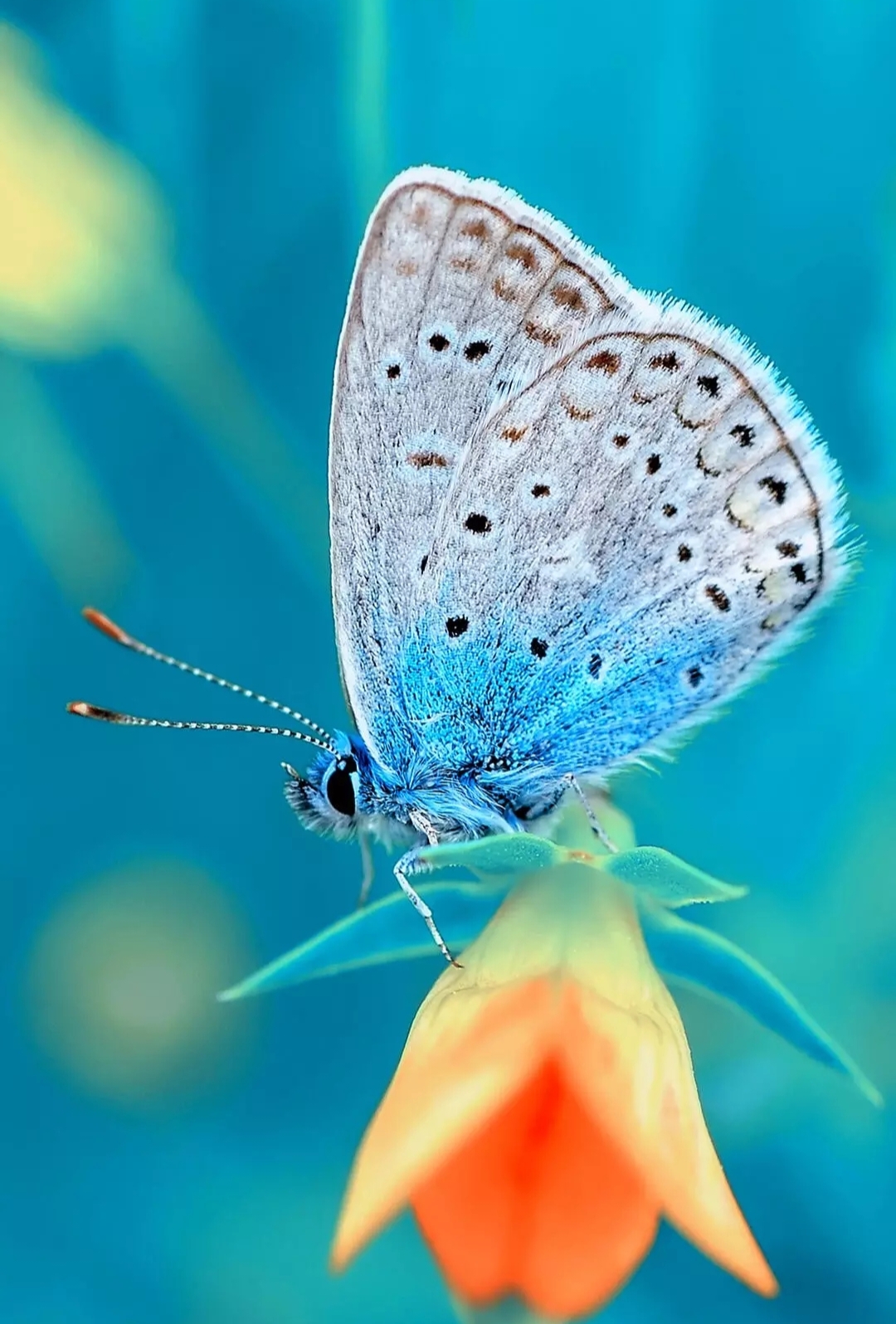 Wallpapers Butterfly flower background on the desktop
