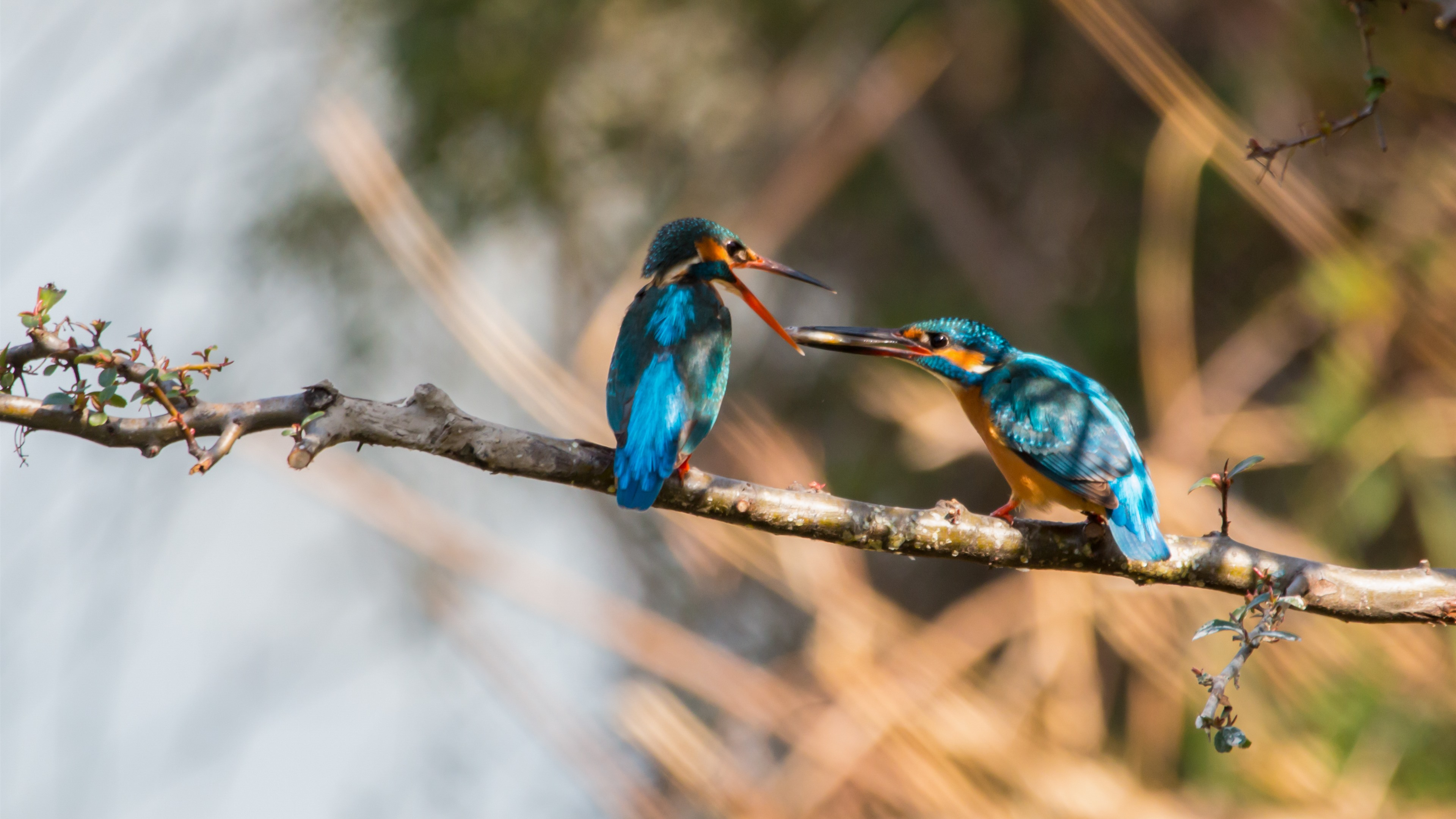 Two kingfishers sitting on a twig.