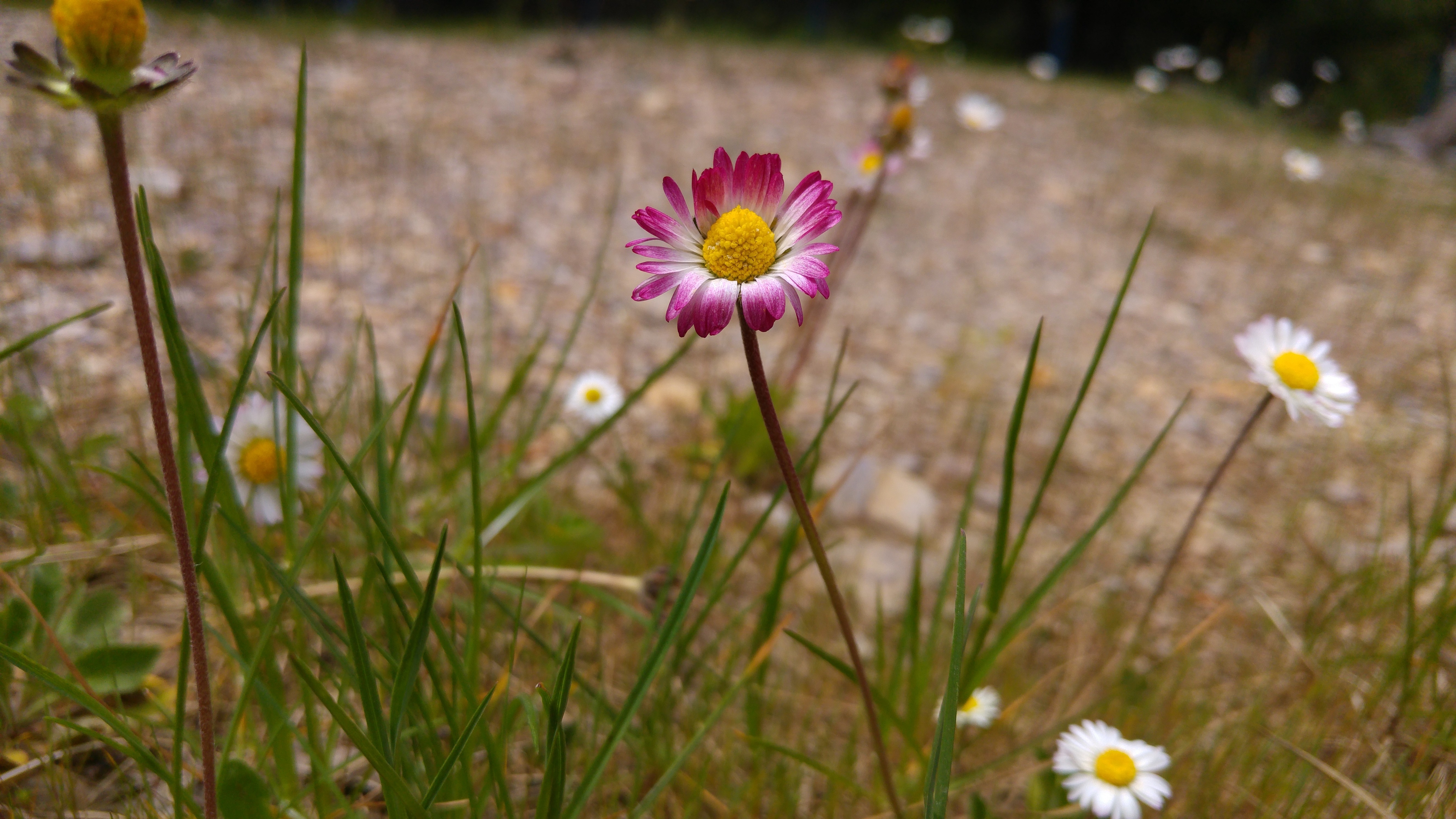 Free photo A purple flower growing in the grass.