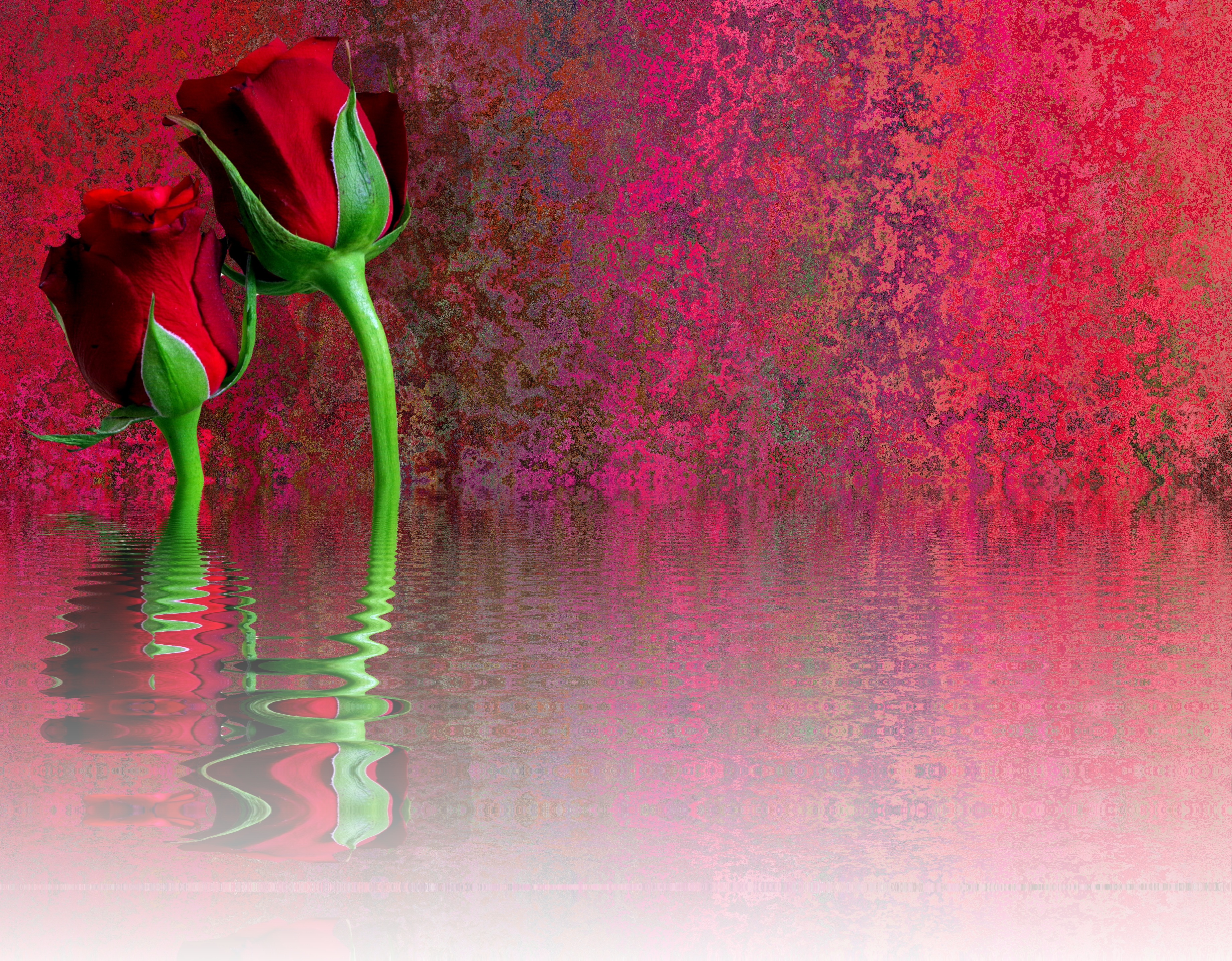 Обои две розы красные розы розы на рабочий стол
