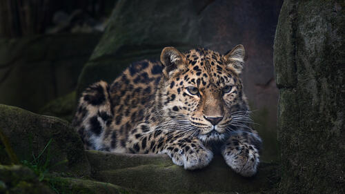 Бесплатное фото Дикий леопард