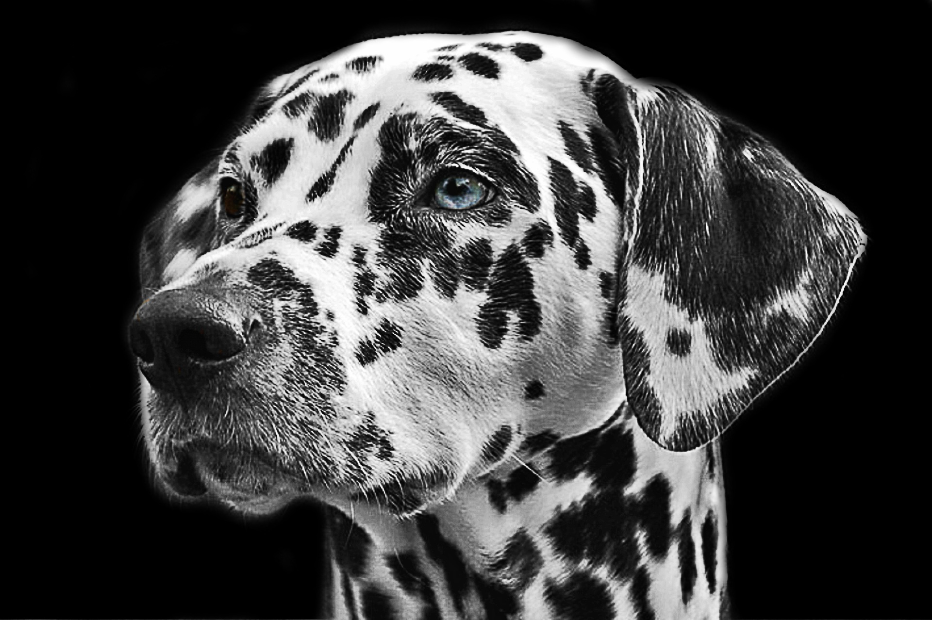 蓝眼睛的大麦町犬的肖像