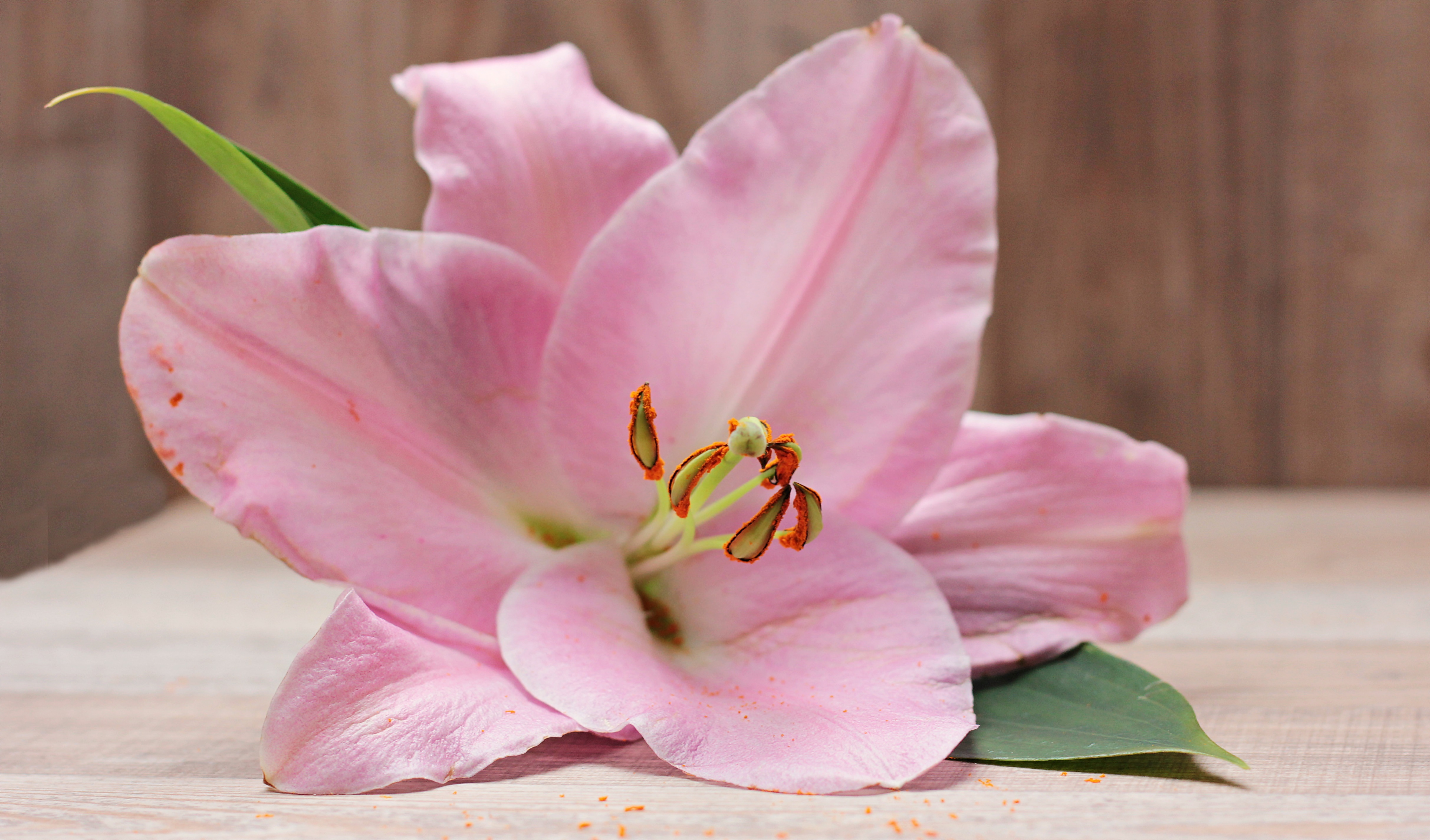 Wallpapers flower plant violet on the desktop