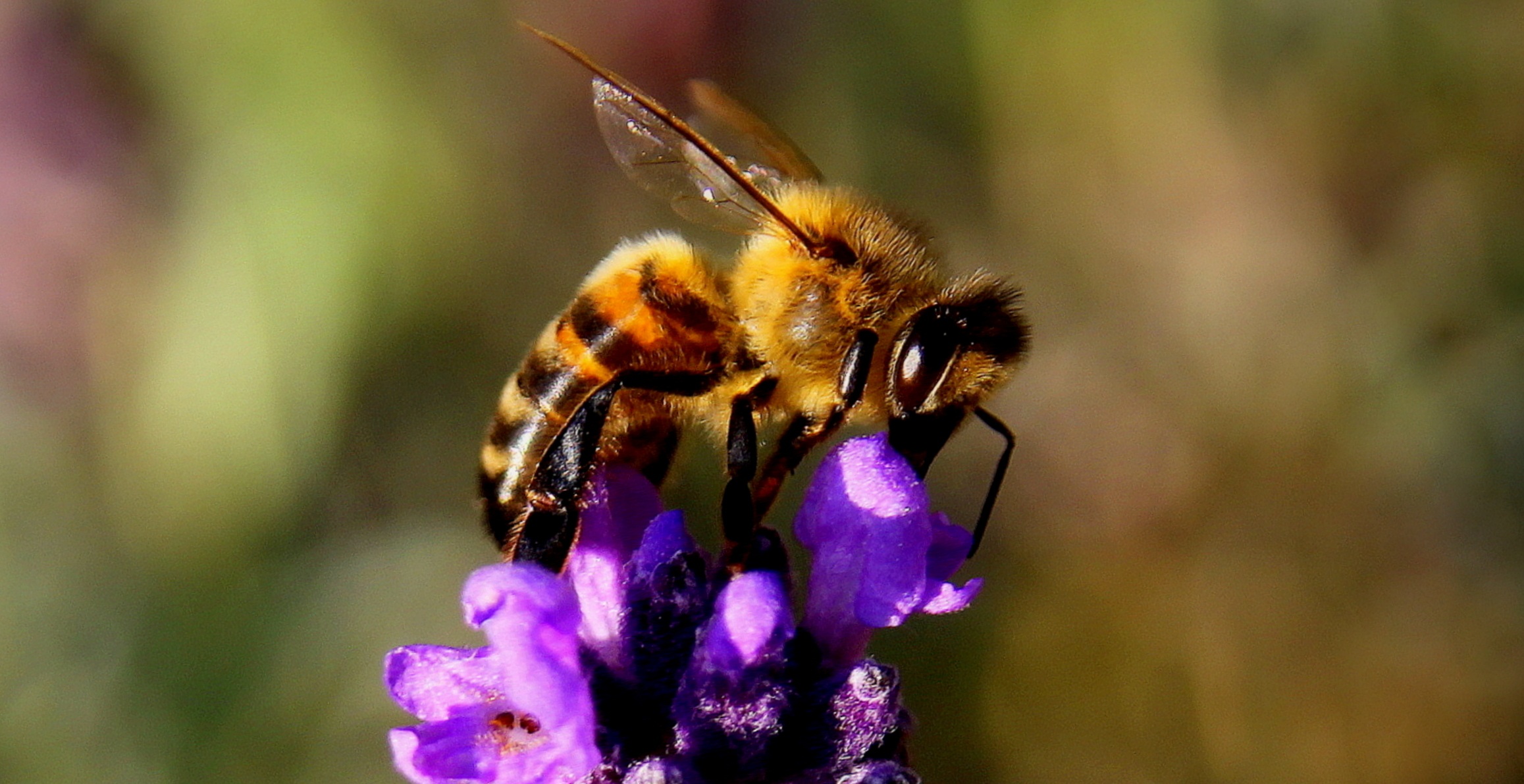 Wallpapers golden bumblebee arthropod on the desktop