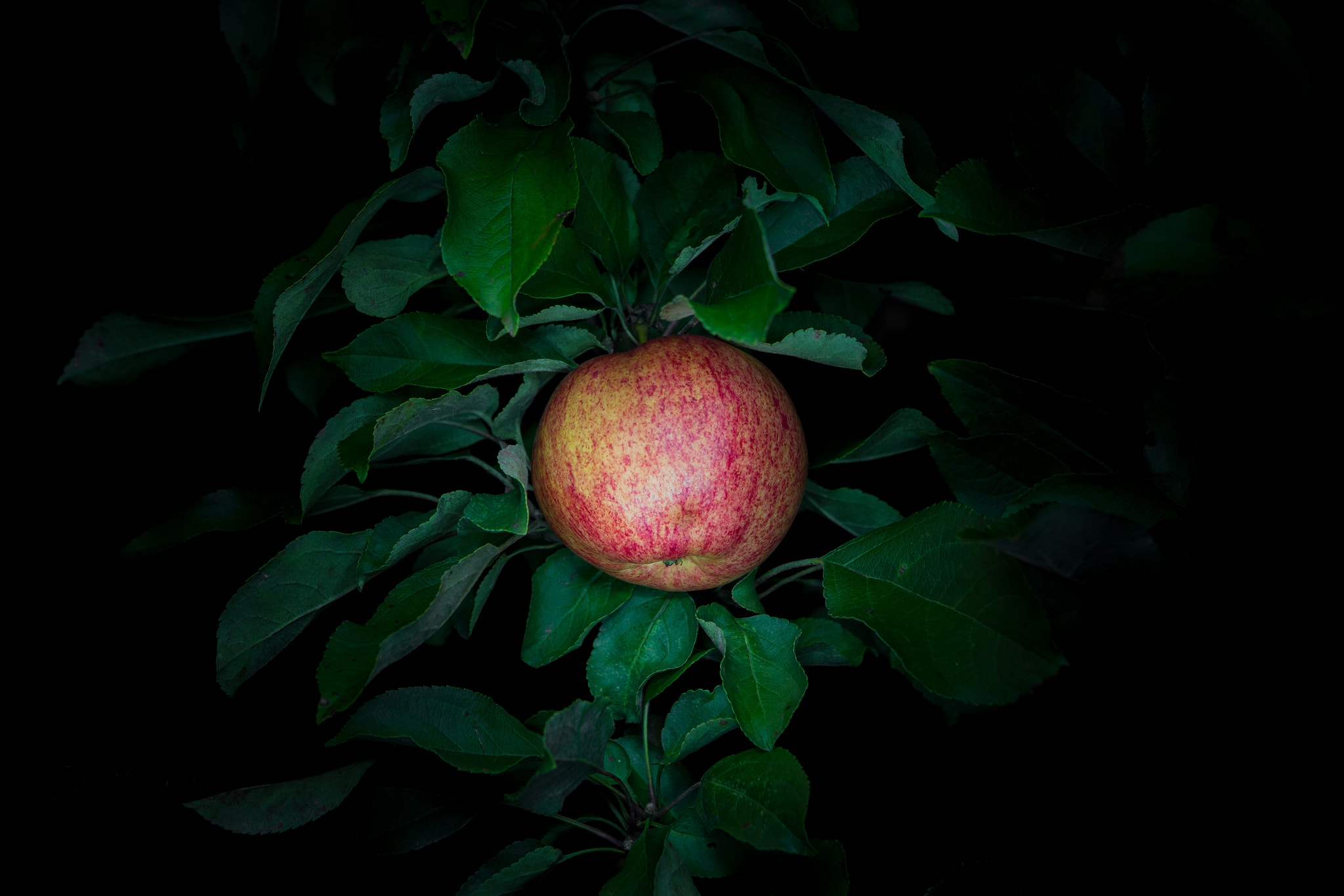 桌面上的壁纸晚上 苹 苹果树