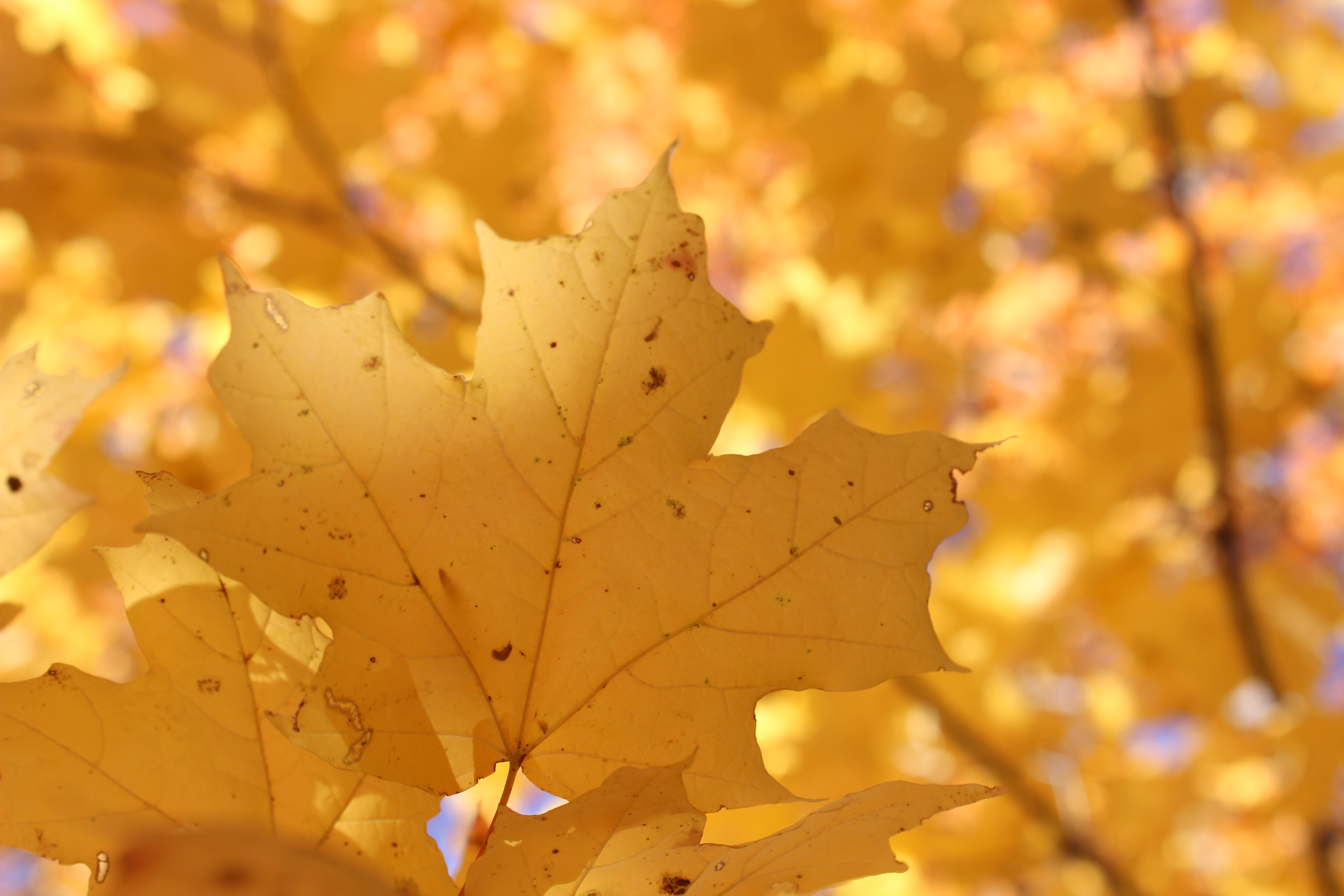 Free photo An autumn maple leaf on a tree