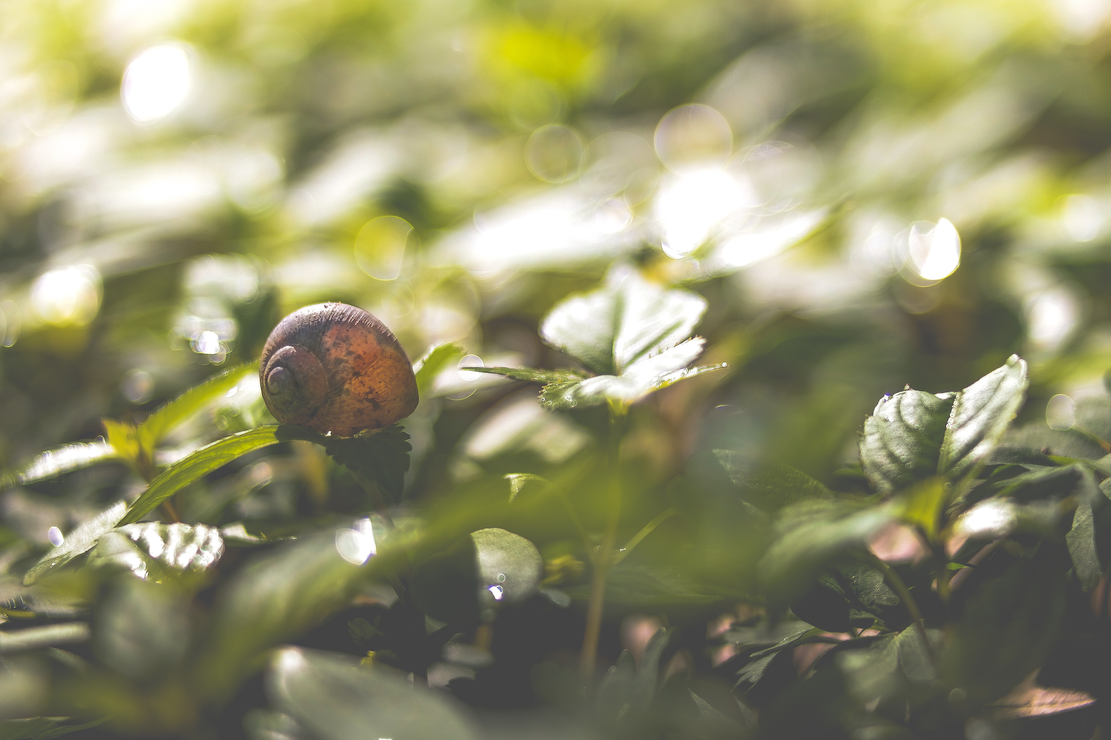 A snail sits on a green leaf.