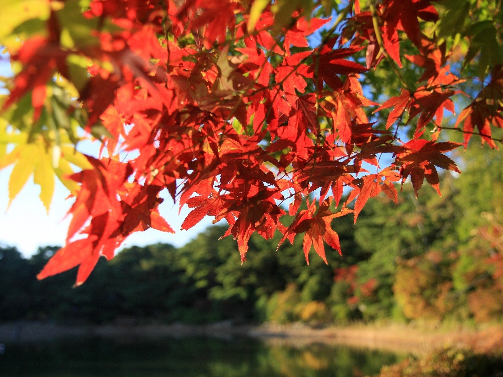 Red and green leaves