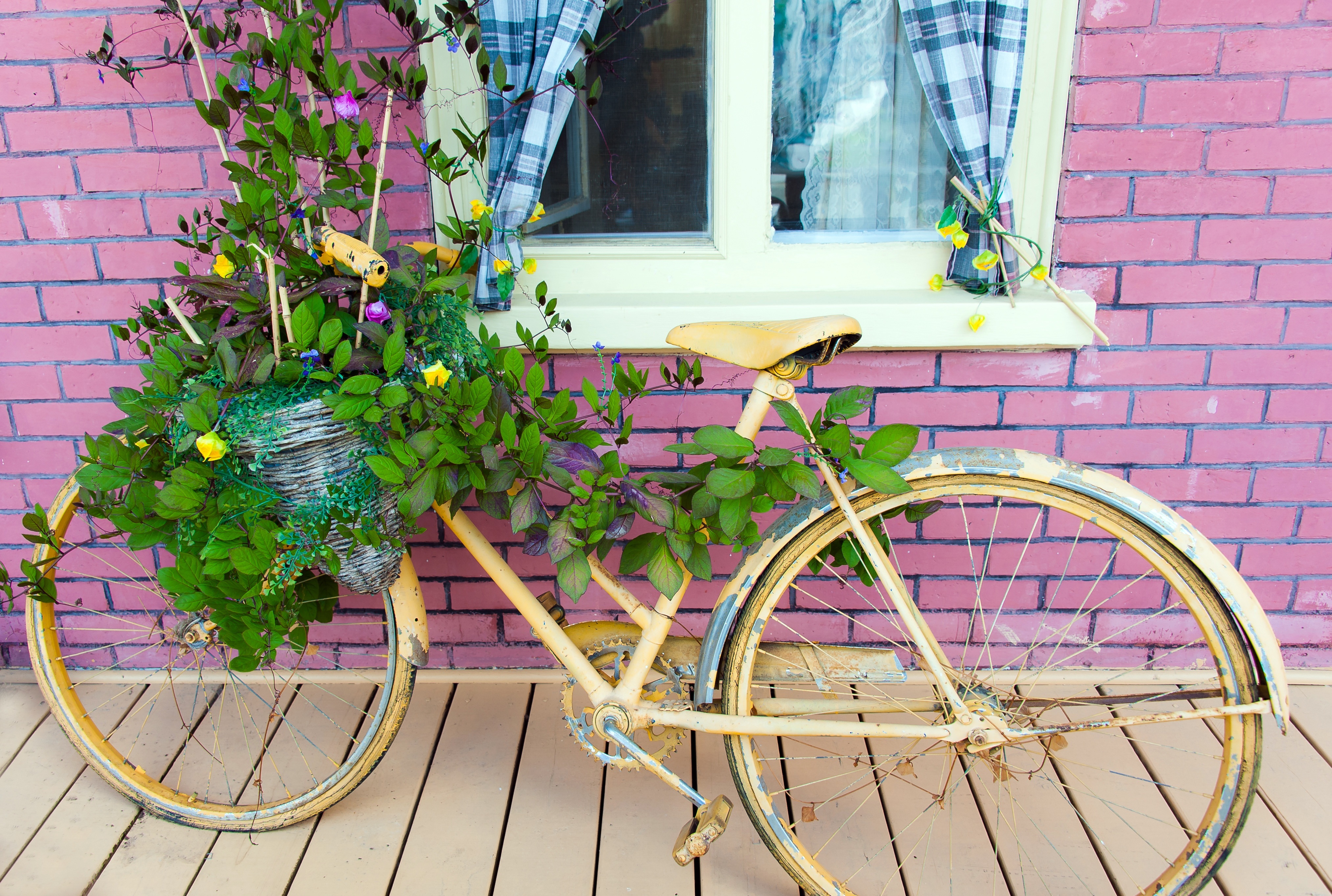 Free photo An old bicycle wrapped in vines stands at the window of the house