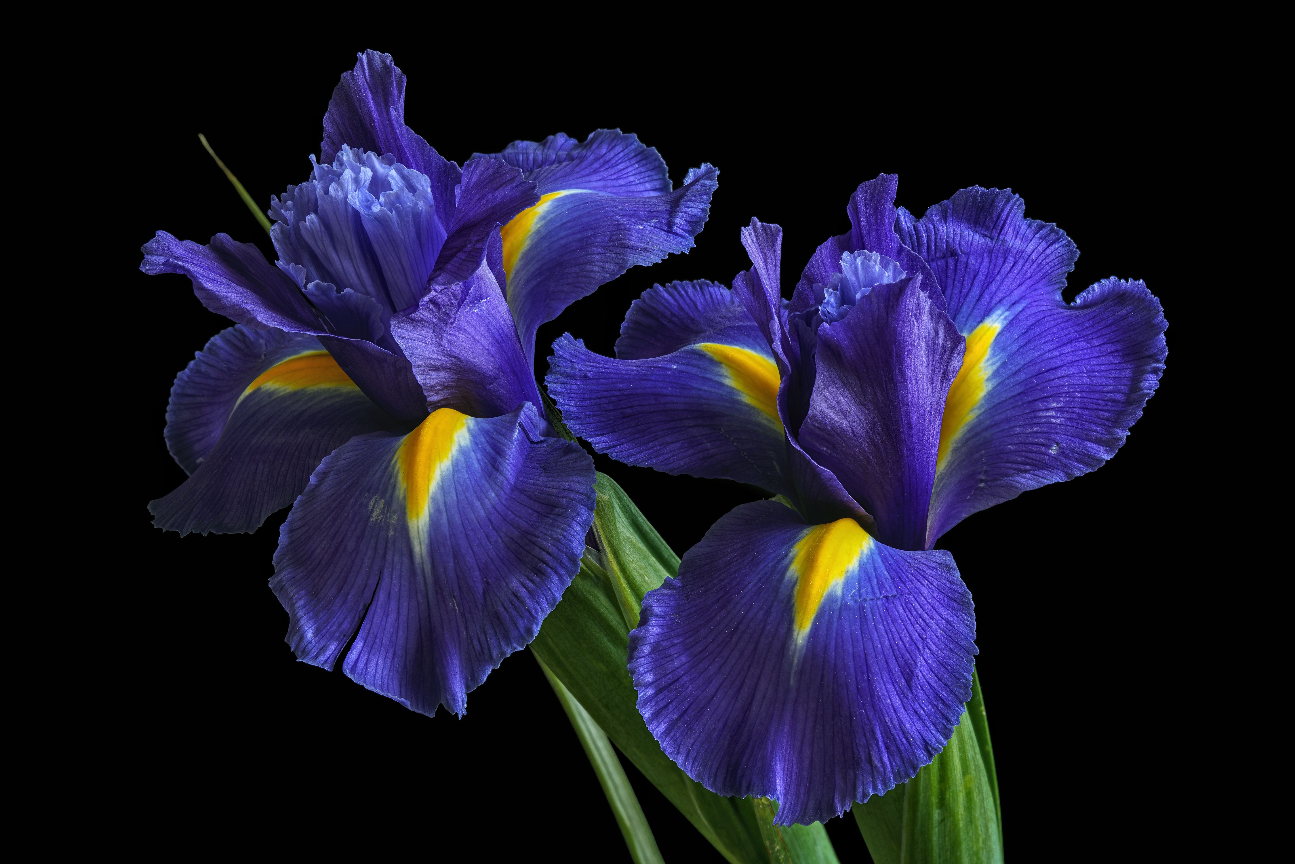 Wallpapers Irises flowers irises on the desktop