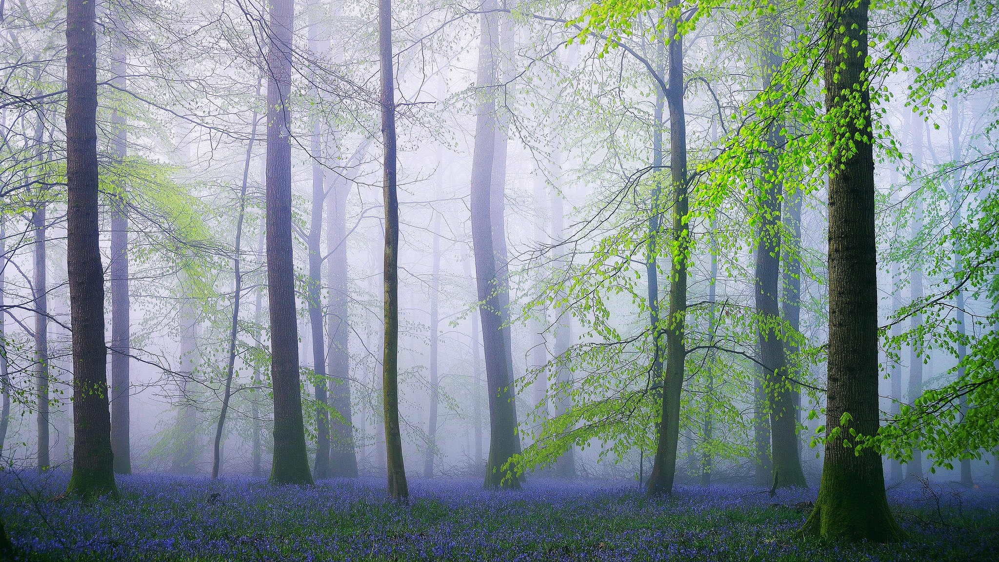 Fog in the summer forest