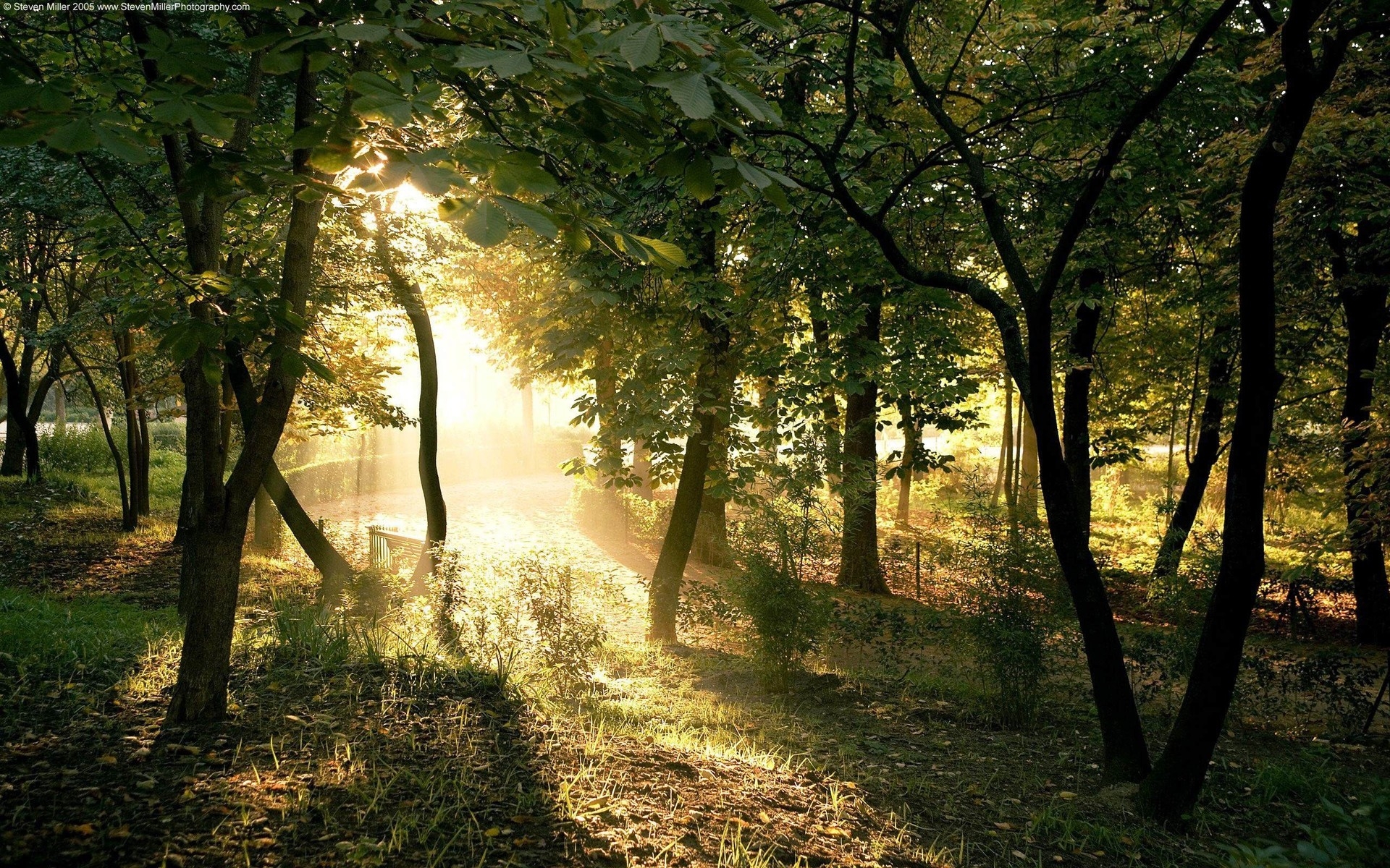 A picture of a summer forest in sunny weather