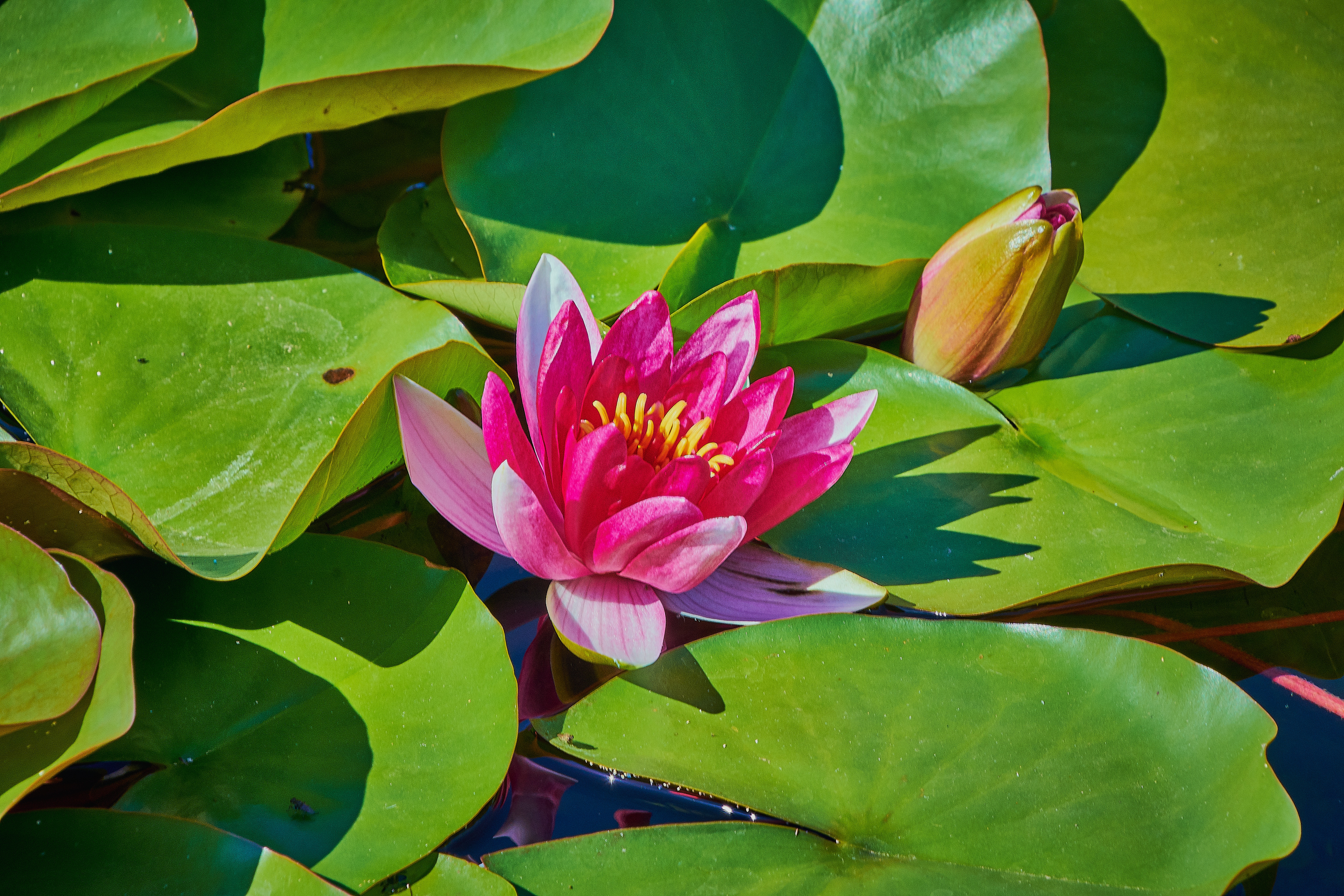 Free photo The opened Lily