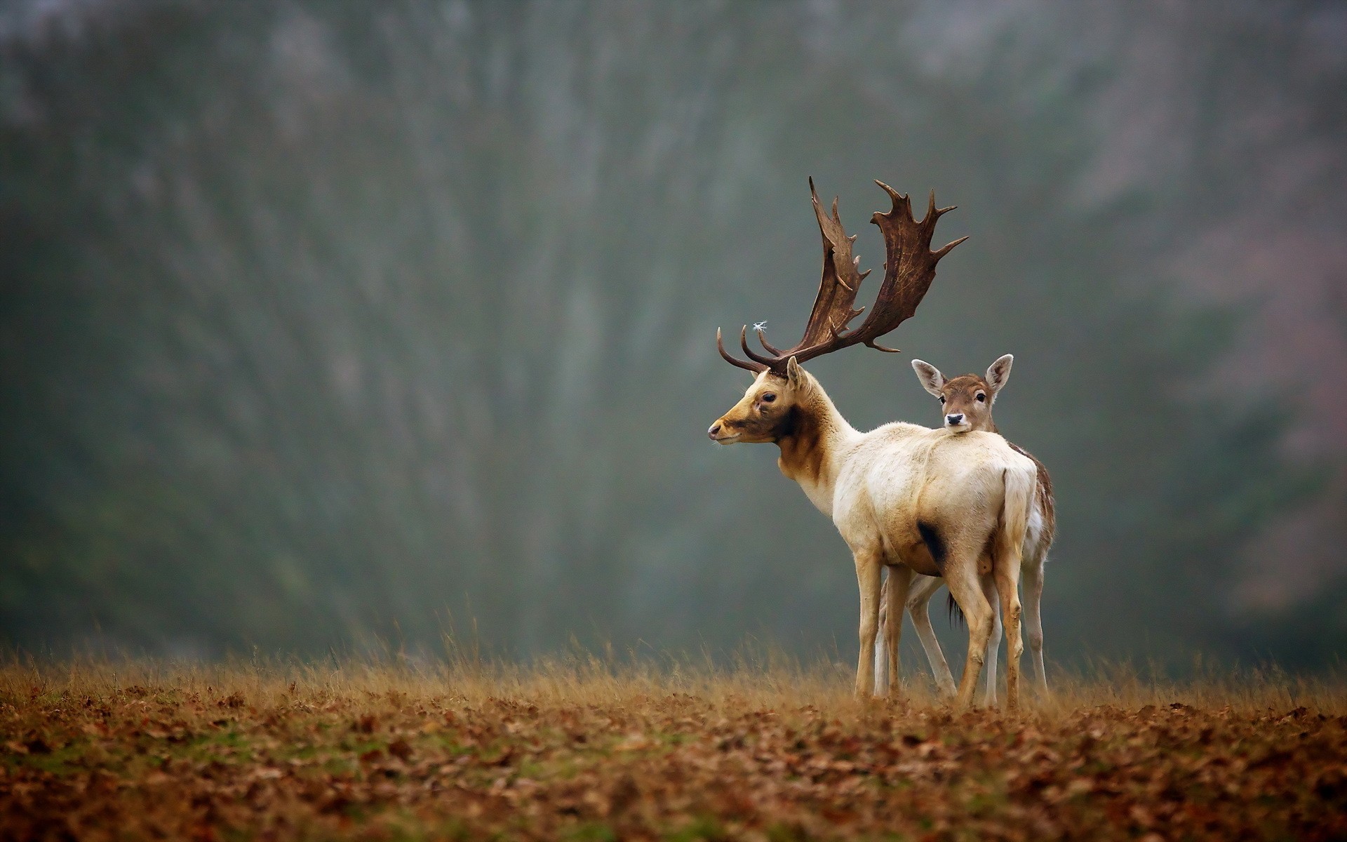 Wallpapers animals antlers deer on the desktop