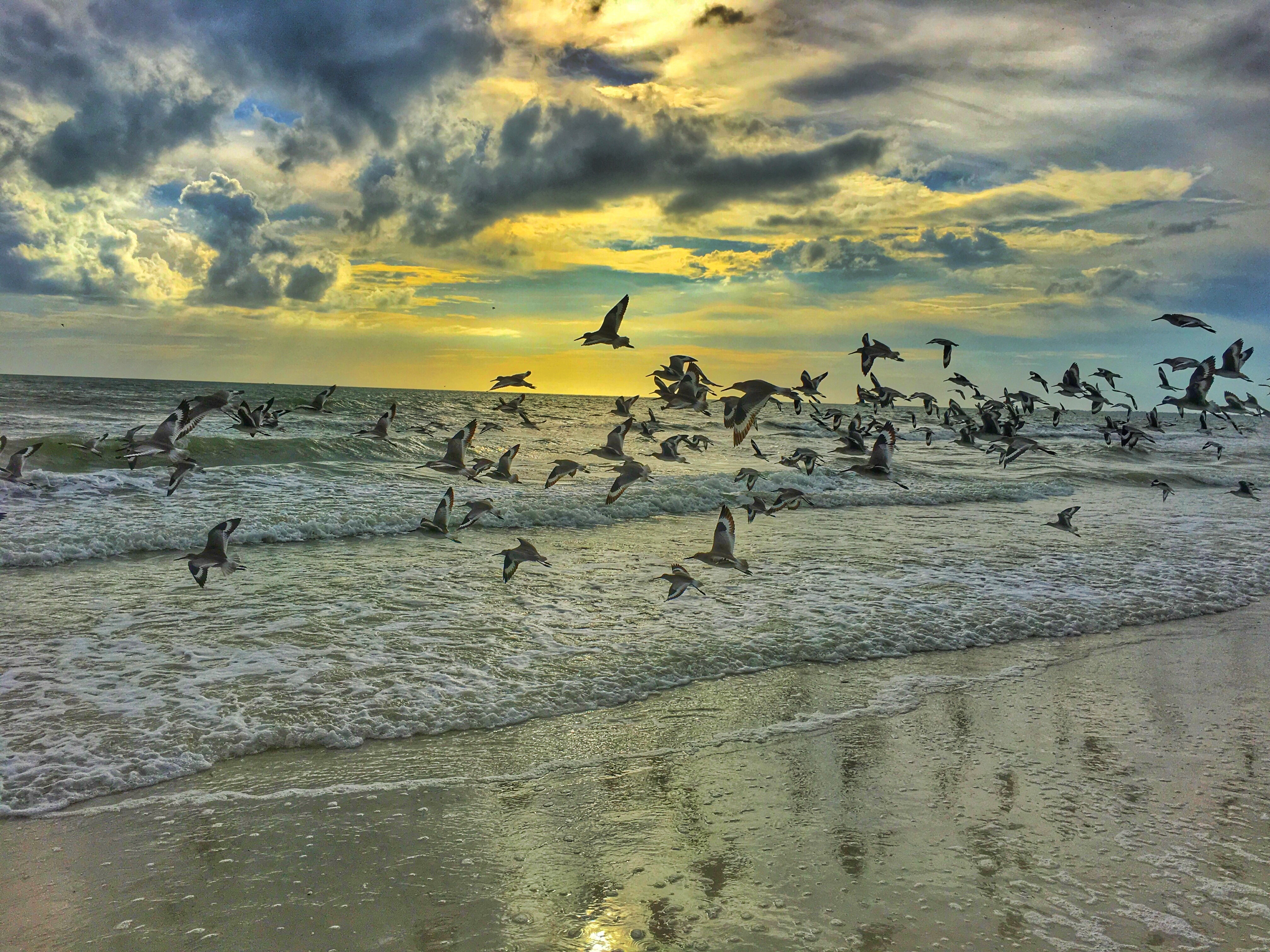 日出时海边的一群海鸥