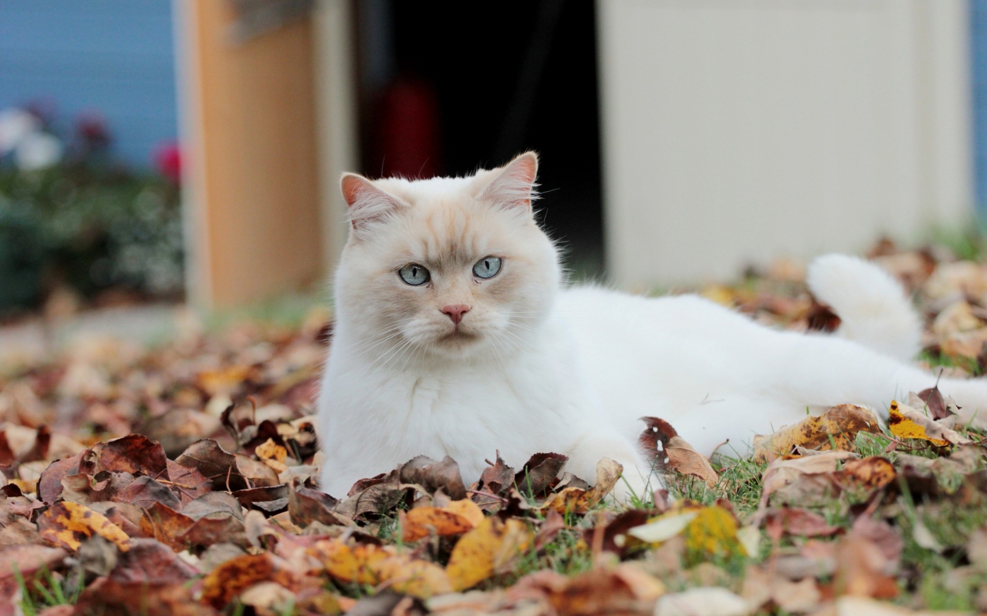 秋叶中的白猫
