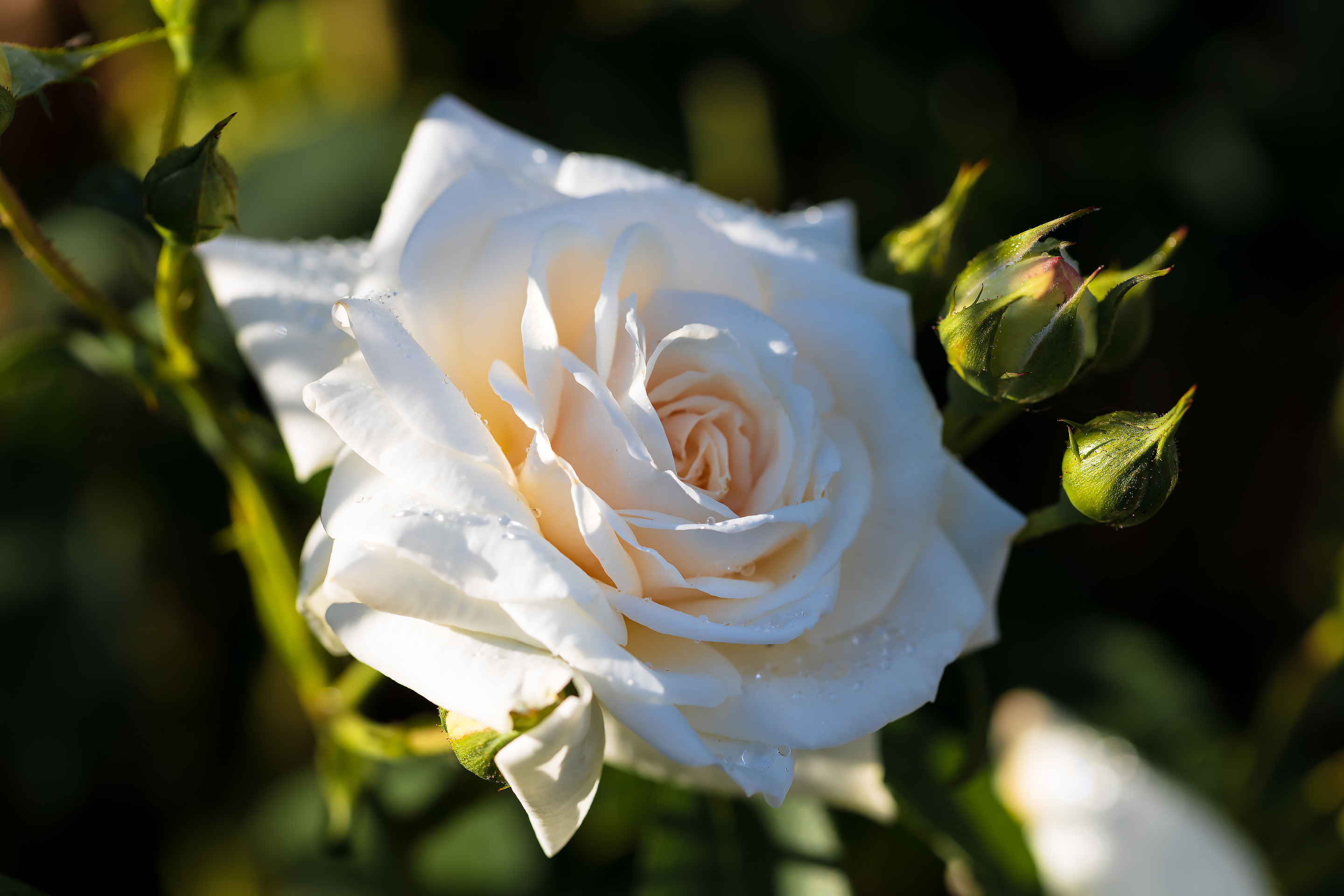 A close-up of a white rose