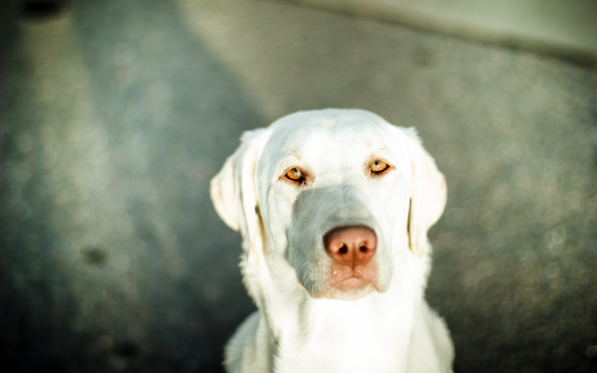 Wallpapers weimaraner pozvonochnye face on the desktop