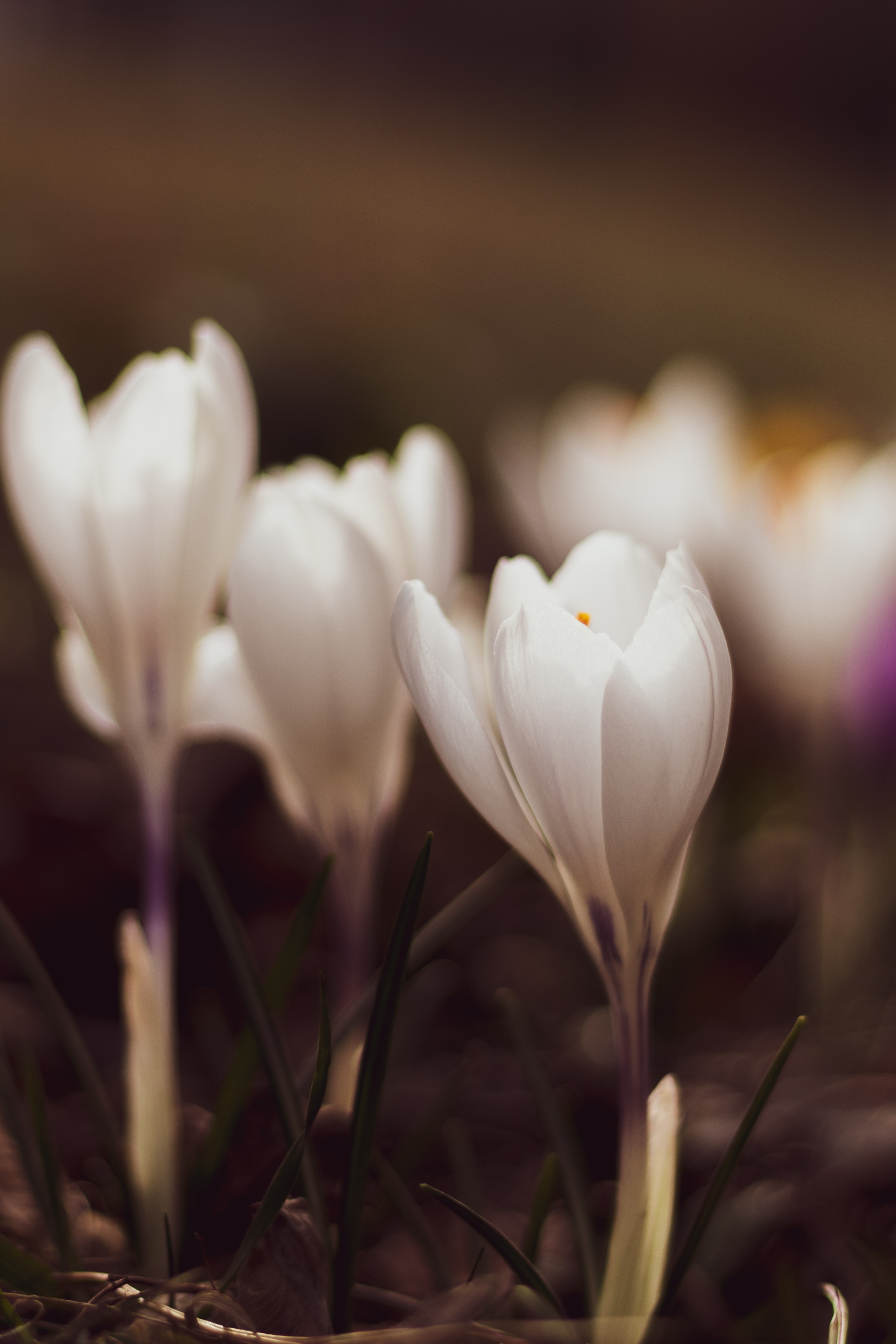 Free photo Unopened white crocuses