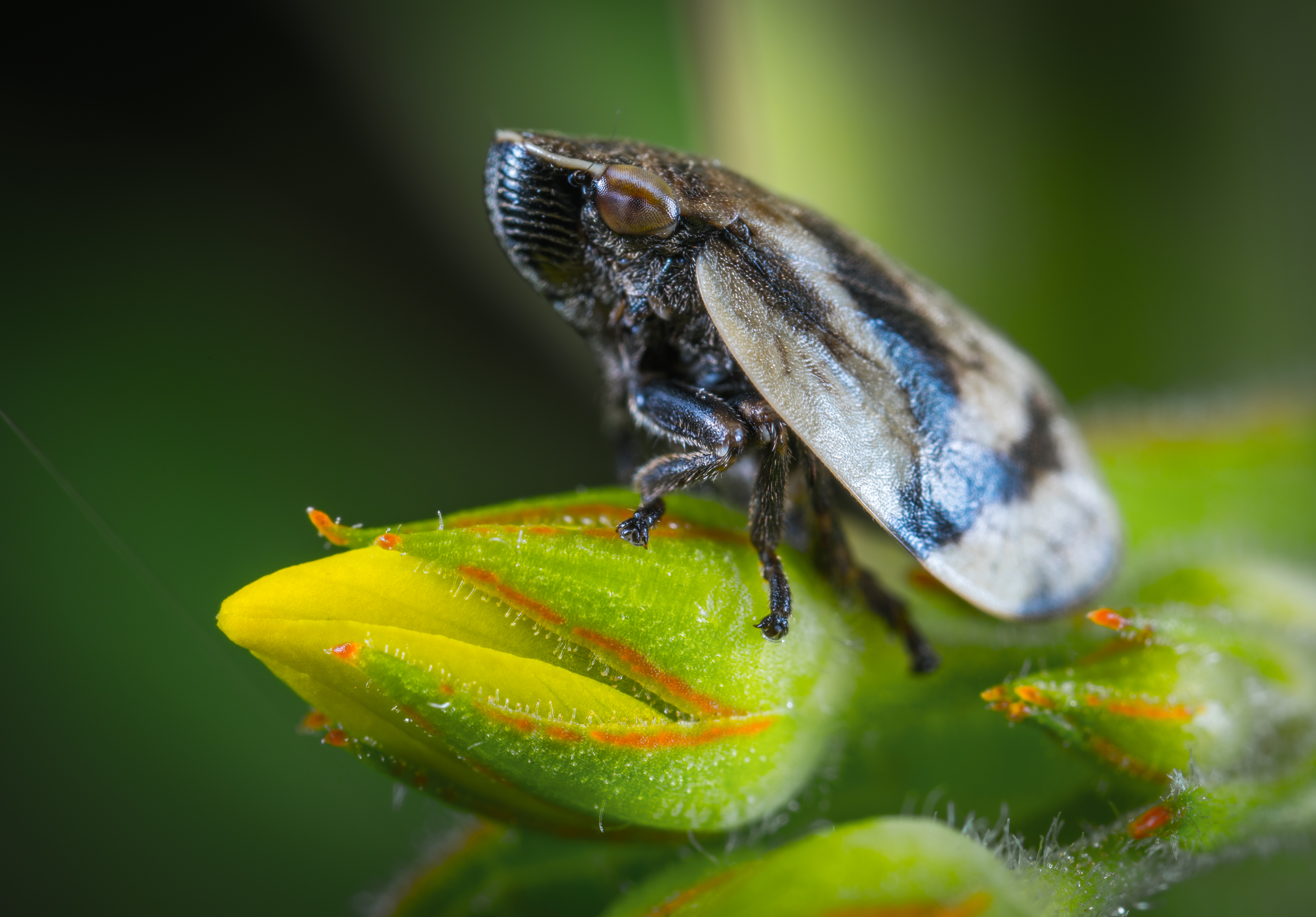 Wallpapers close-up arthropods flower on the desktop