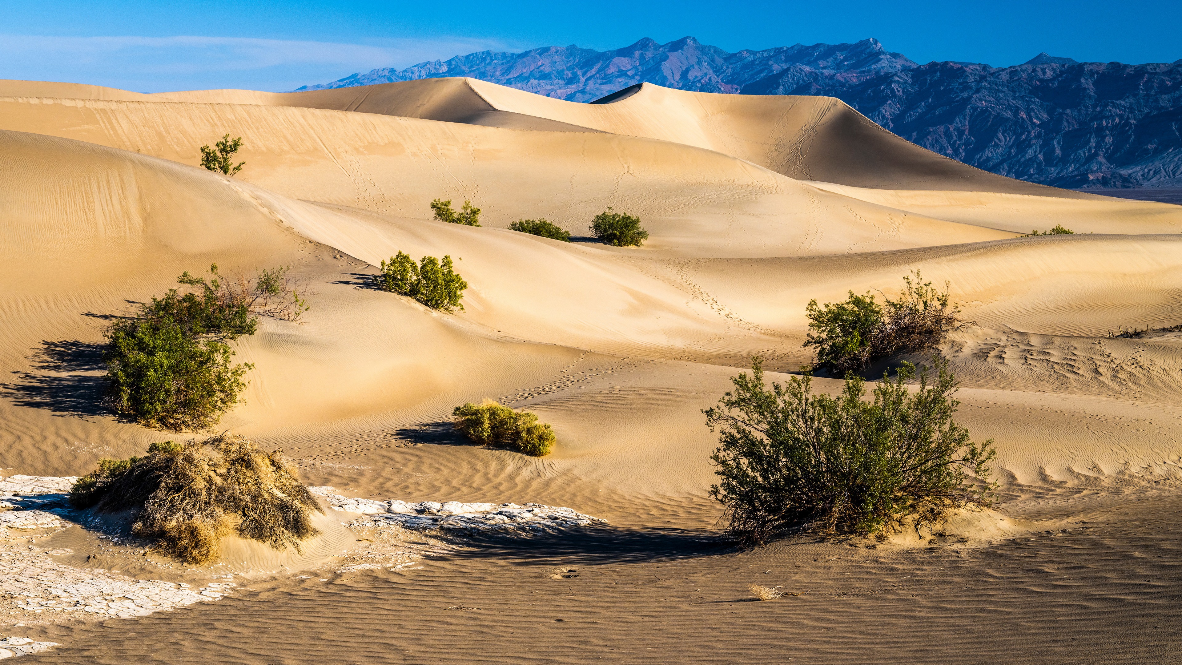 Free photo Shrubs in the U.S. Desert