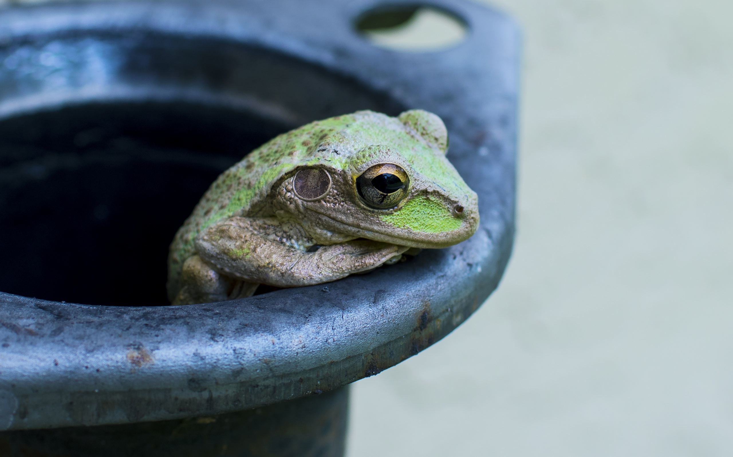 一只青蛙从桶里出来了。