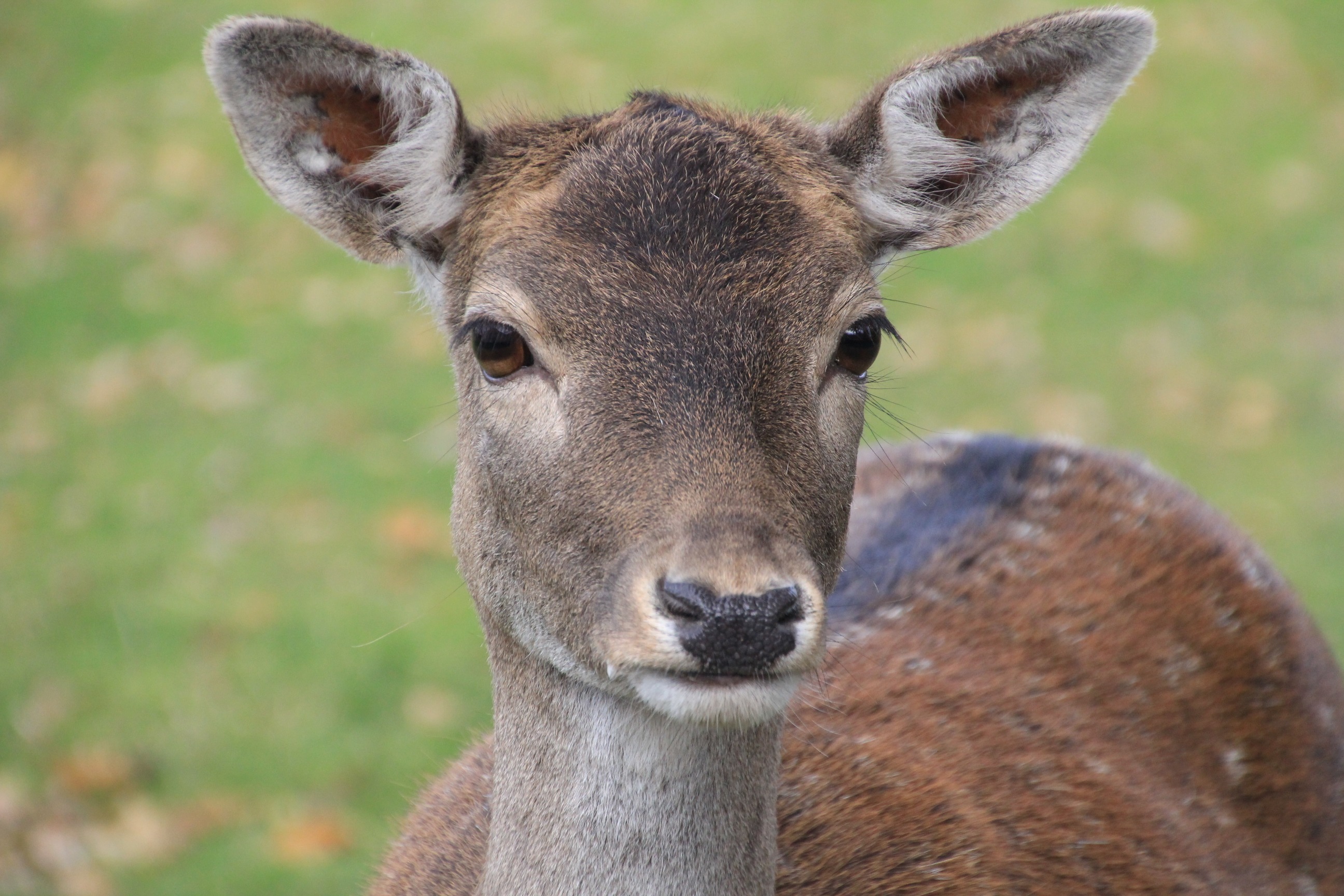 Wallpapers animal wildlife wild on the desktop