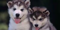 Siberian Husky puppies