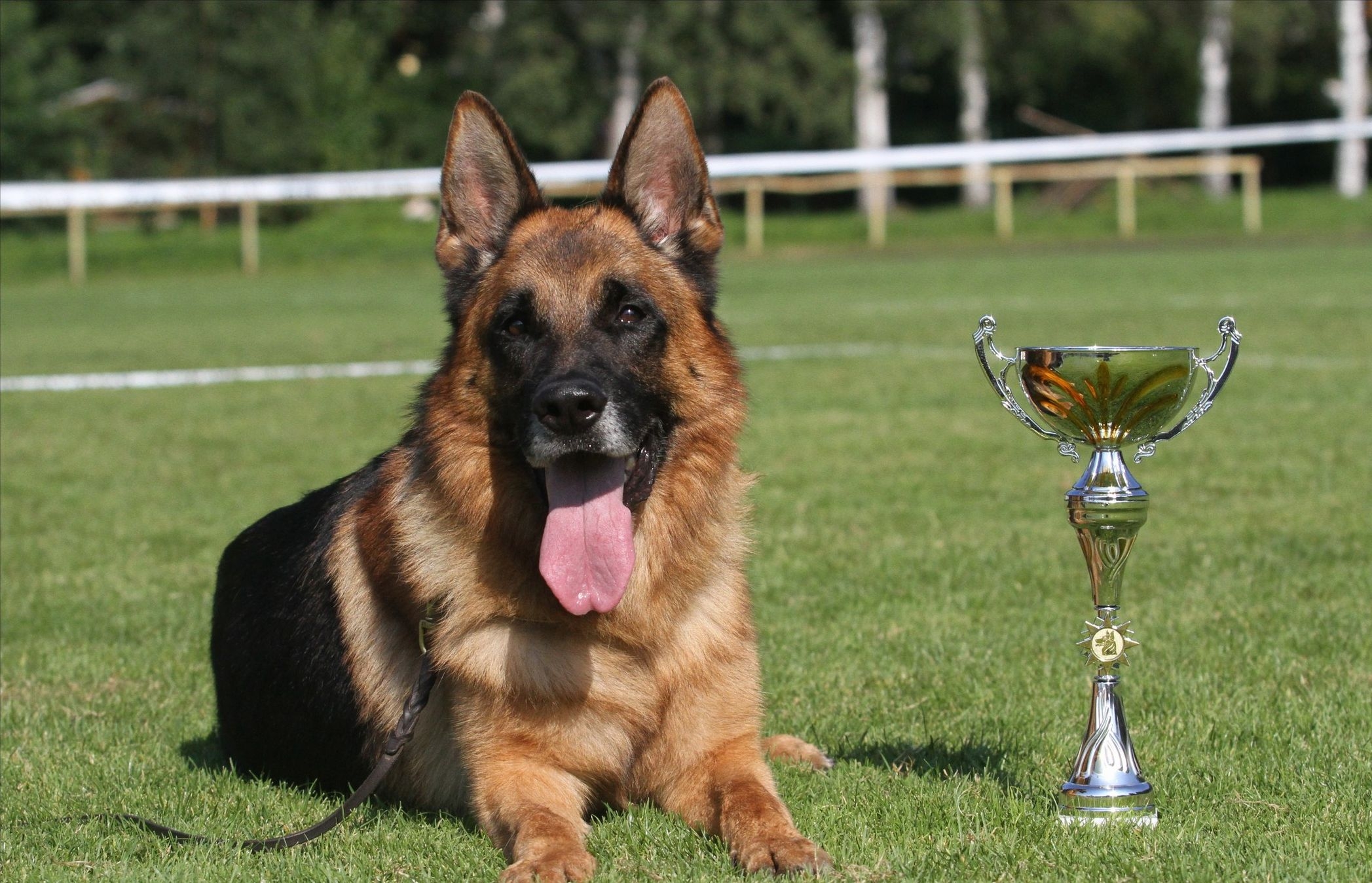 桌面上的壁纸狗 绵羊 薪酬