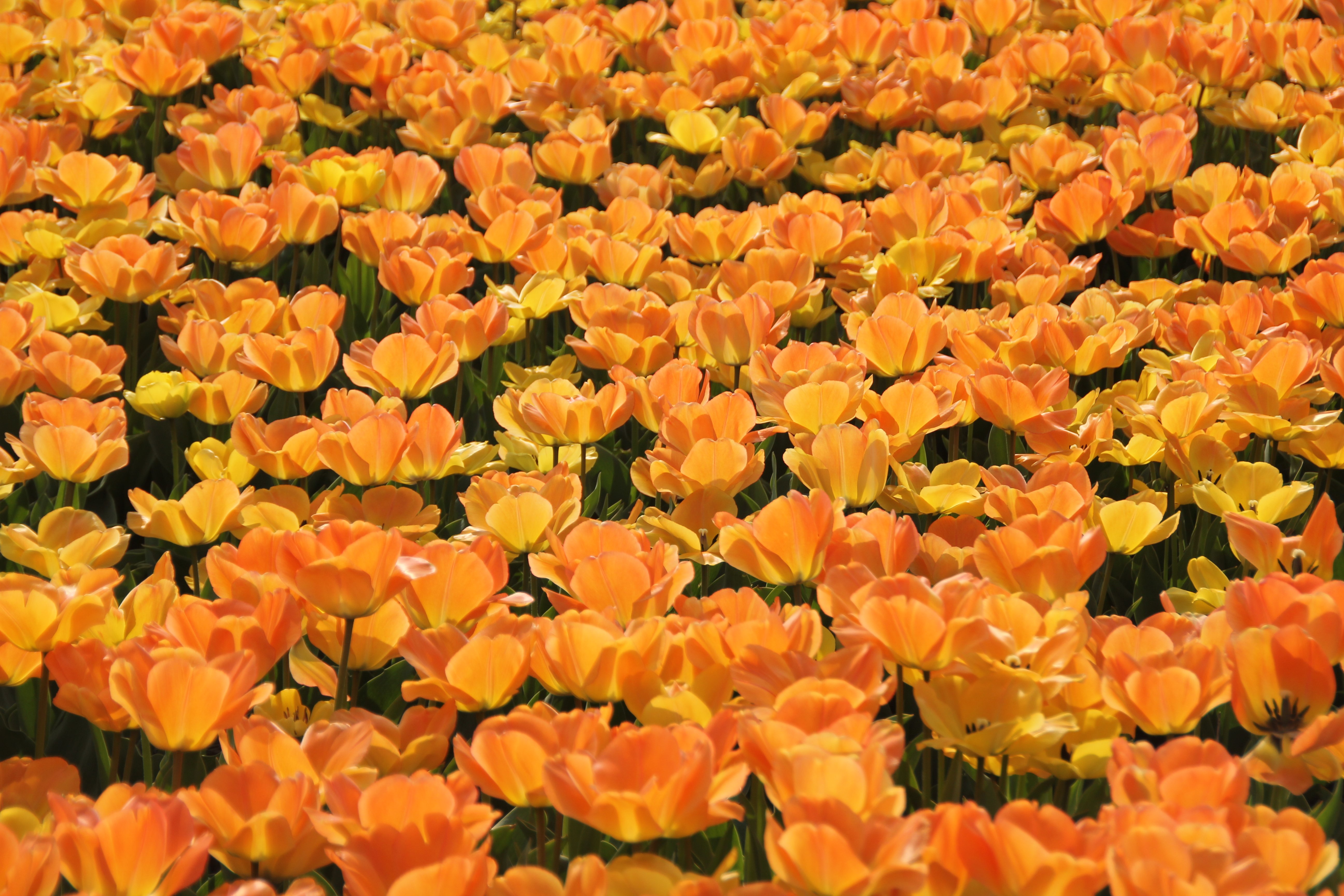 Free photo A field of yellow tulips