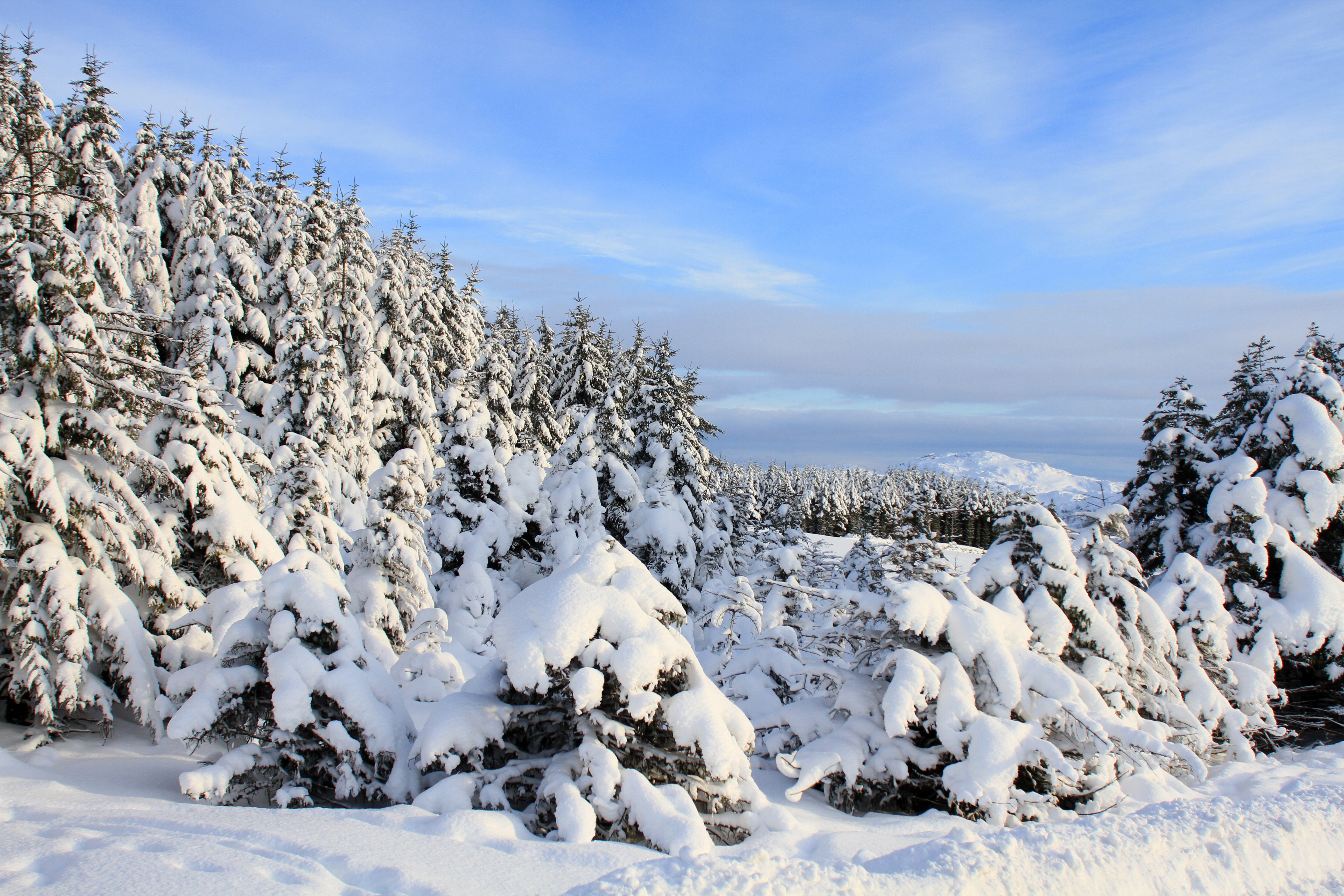 Free photo Big piles of snow on the branches of Christmas trees