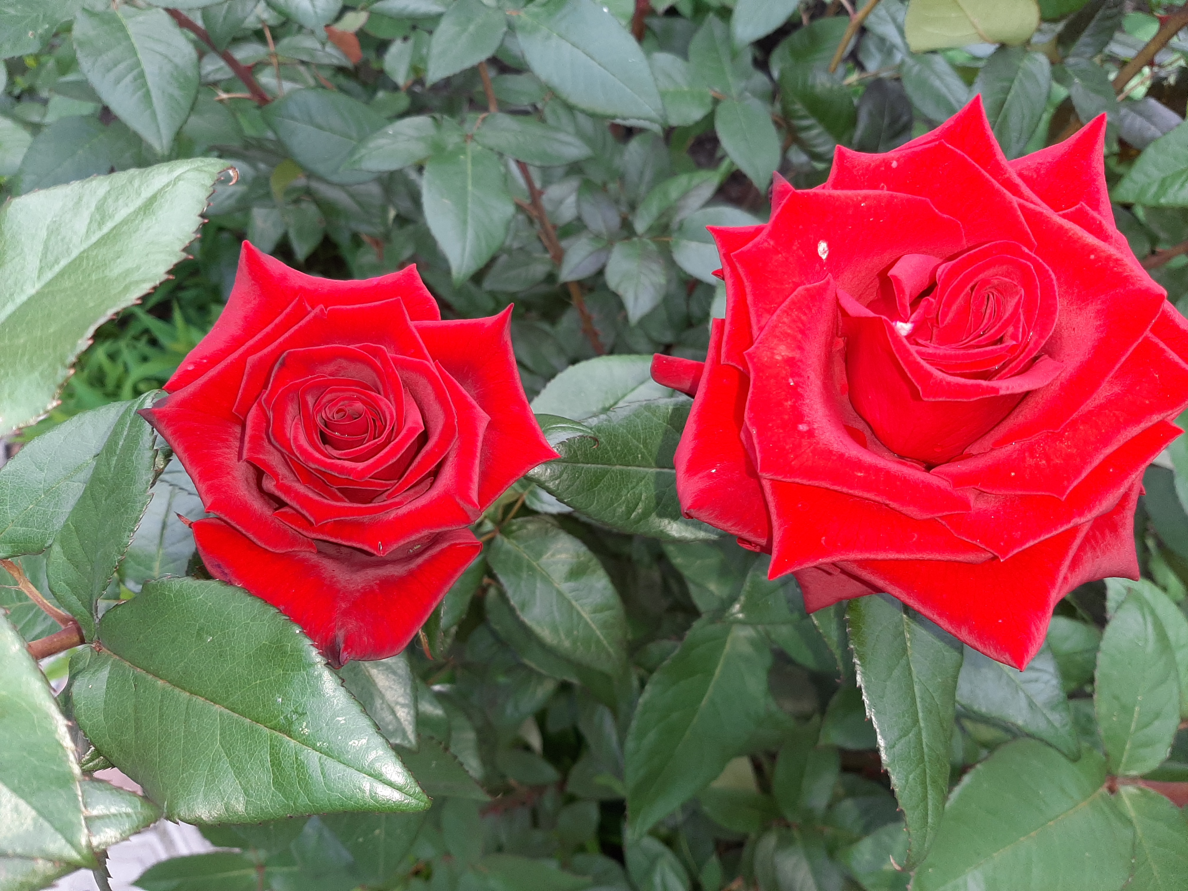 两朵红玫瑰