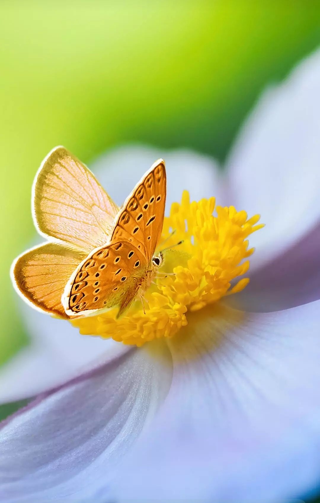 免费照片白花上的橙色蝴蝶